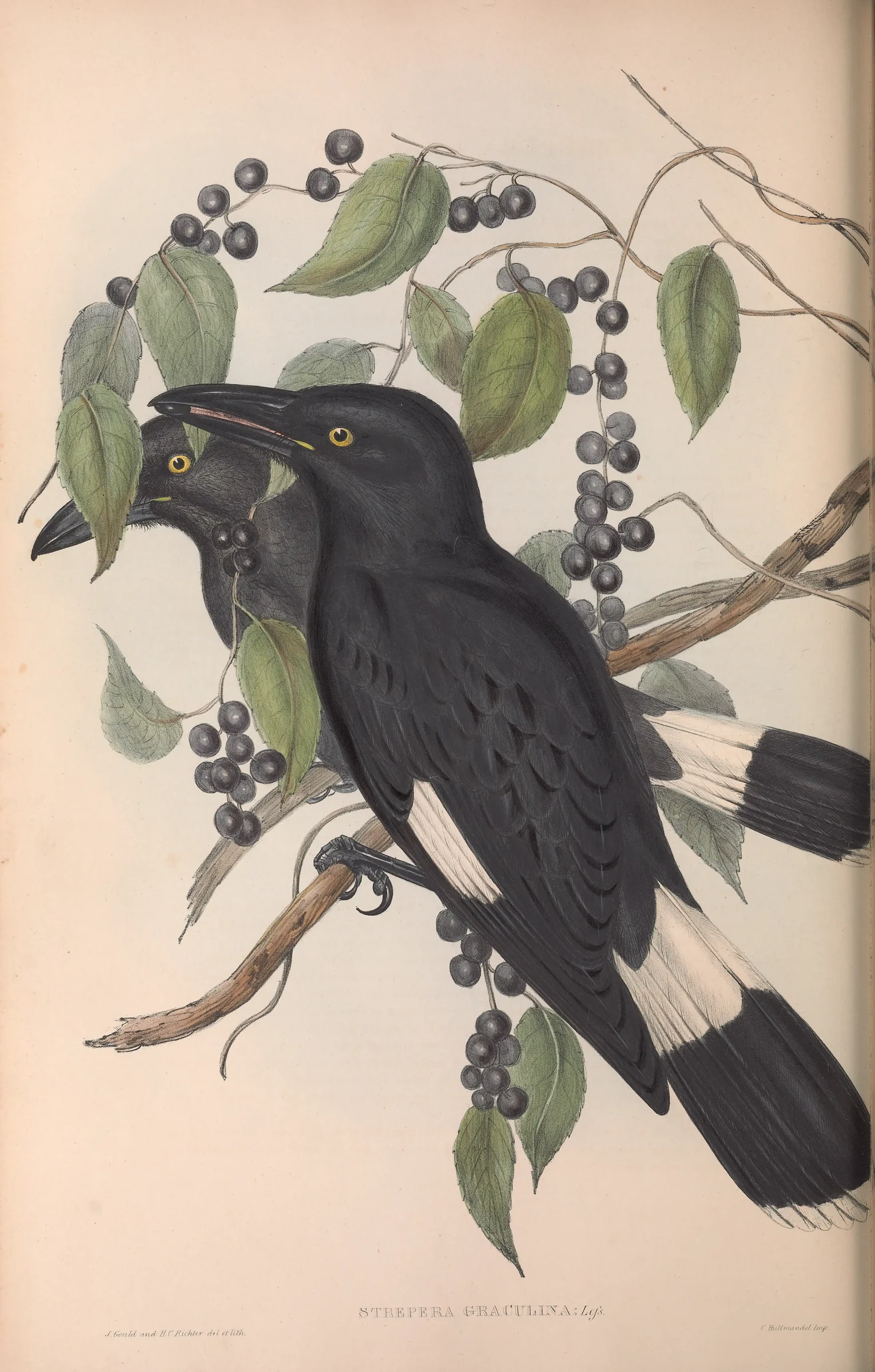 Historical bird plate: Pied Currawong