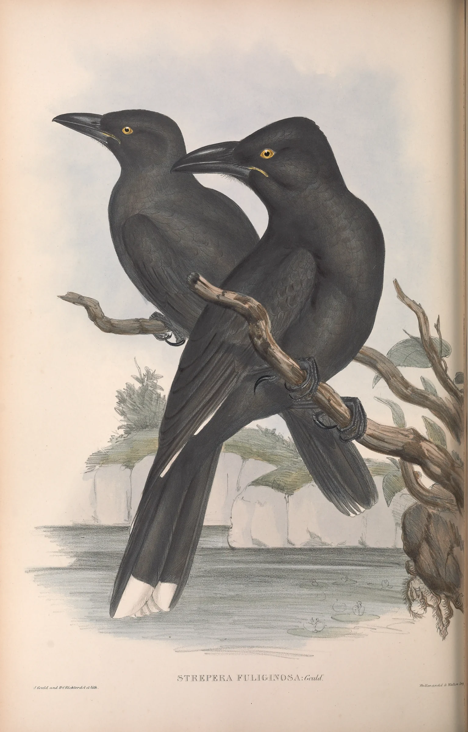 Historical bird plate: Black Currawong