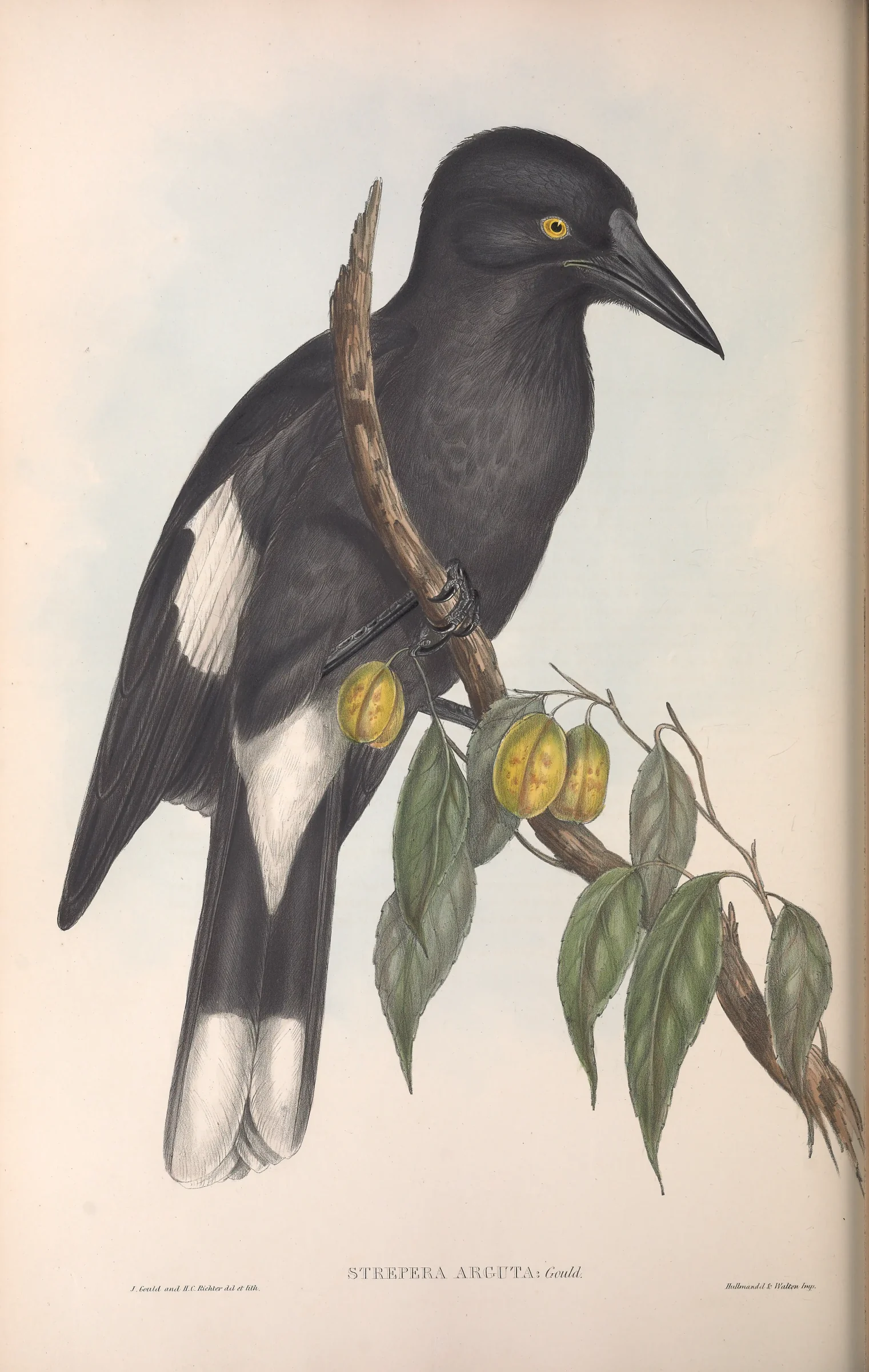 Historical bird plate: Grey Currawong