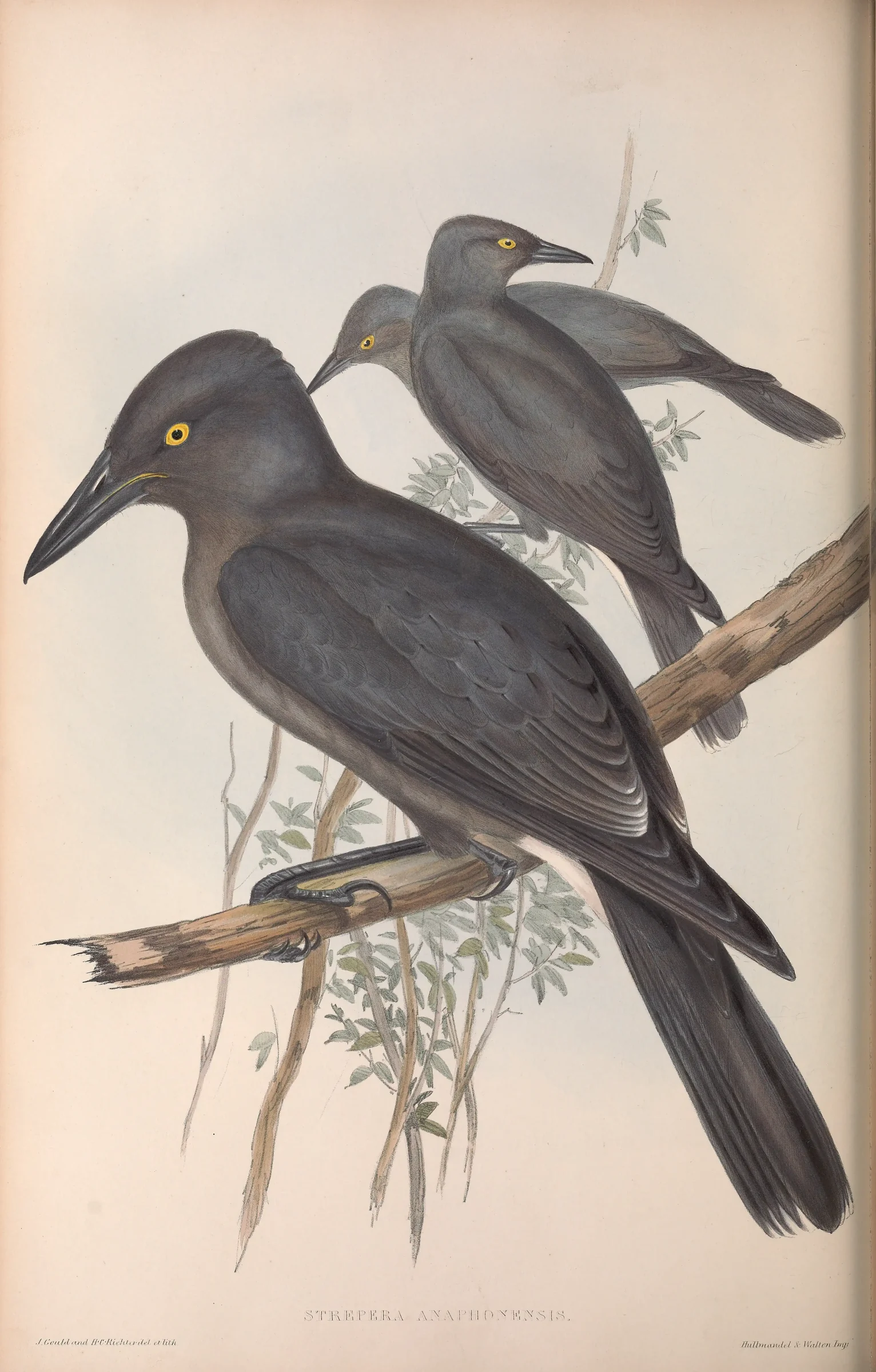 Historical bird plate: Grey Currawong