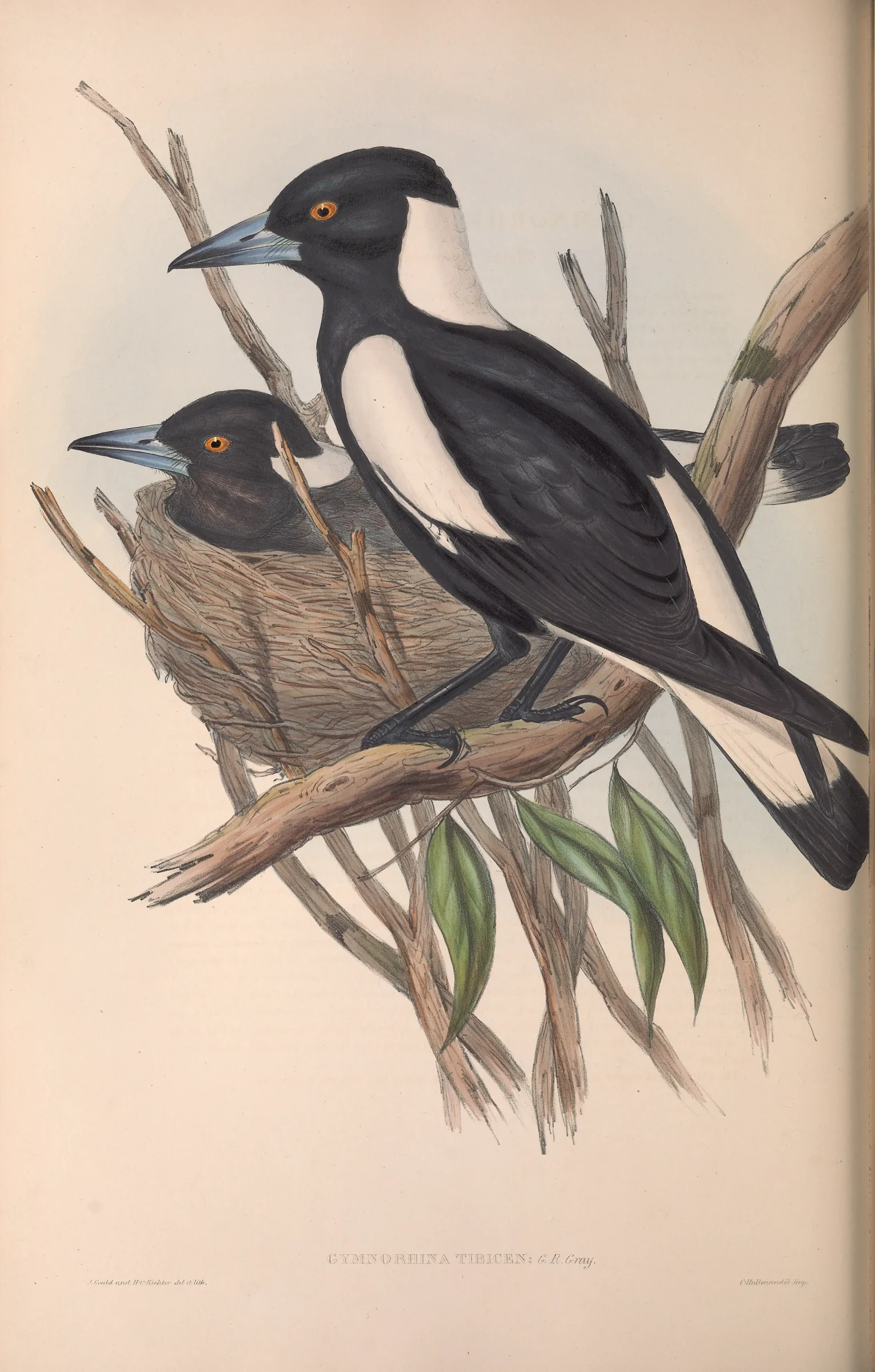 Historical bird plate: Australian Magpie