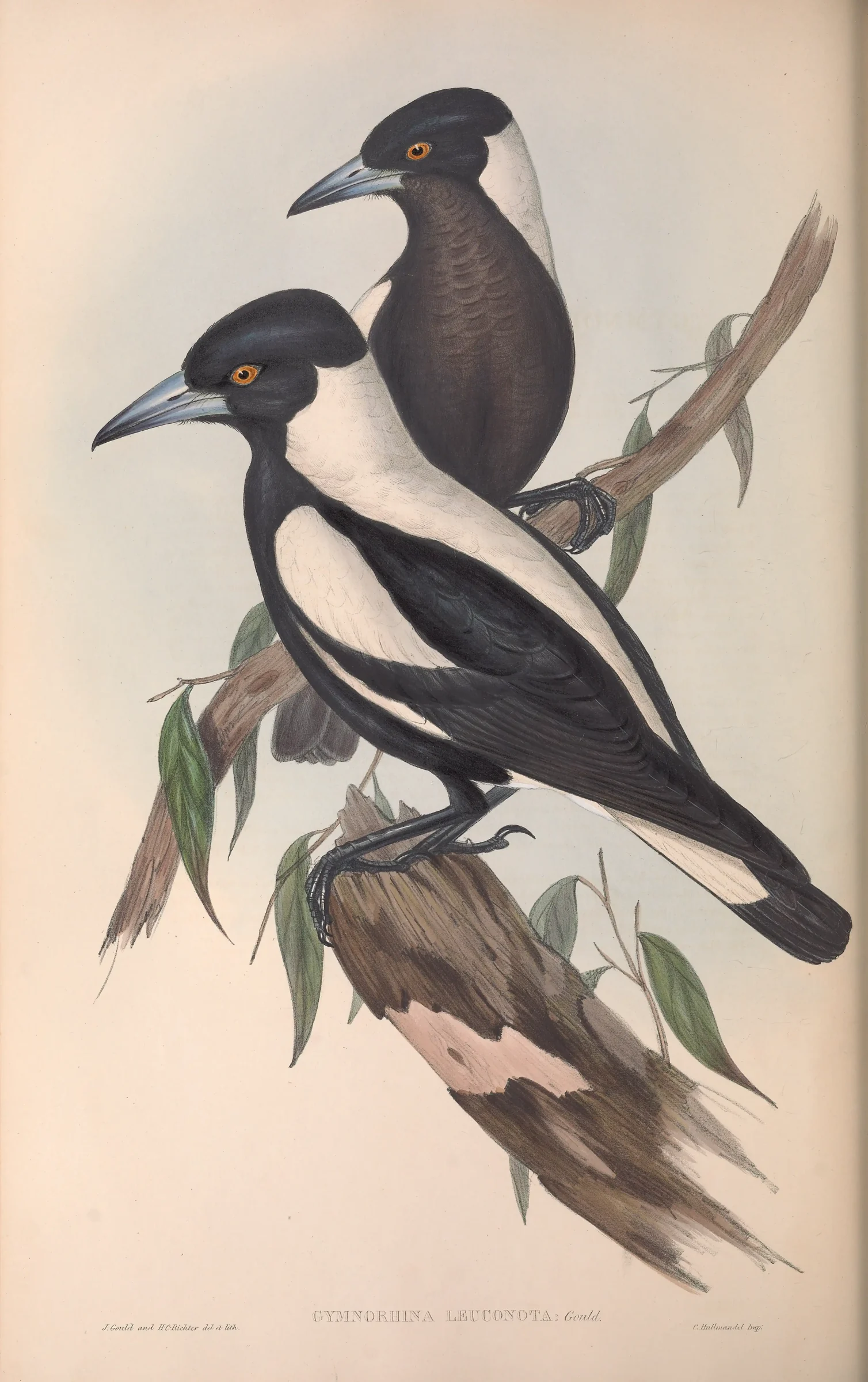 Historical bird plate: Australian Magpie