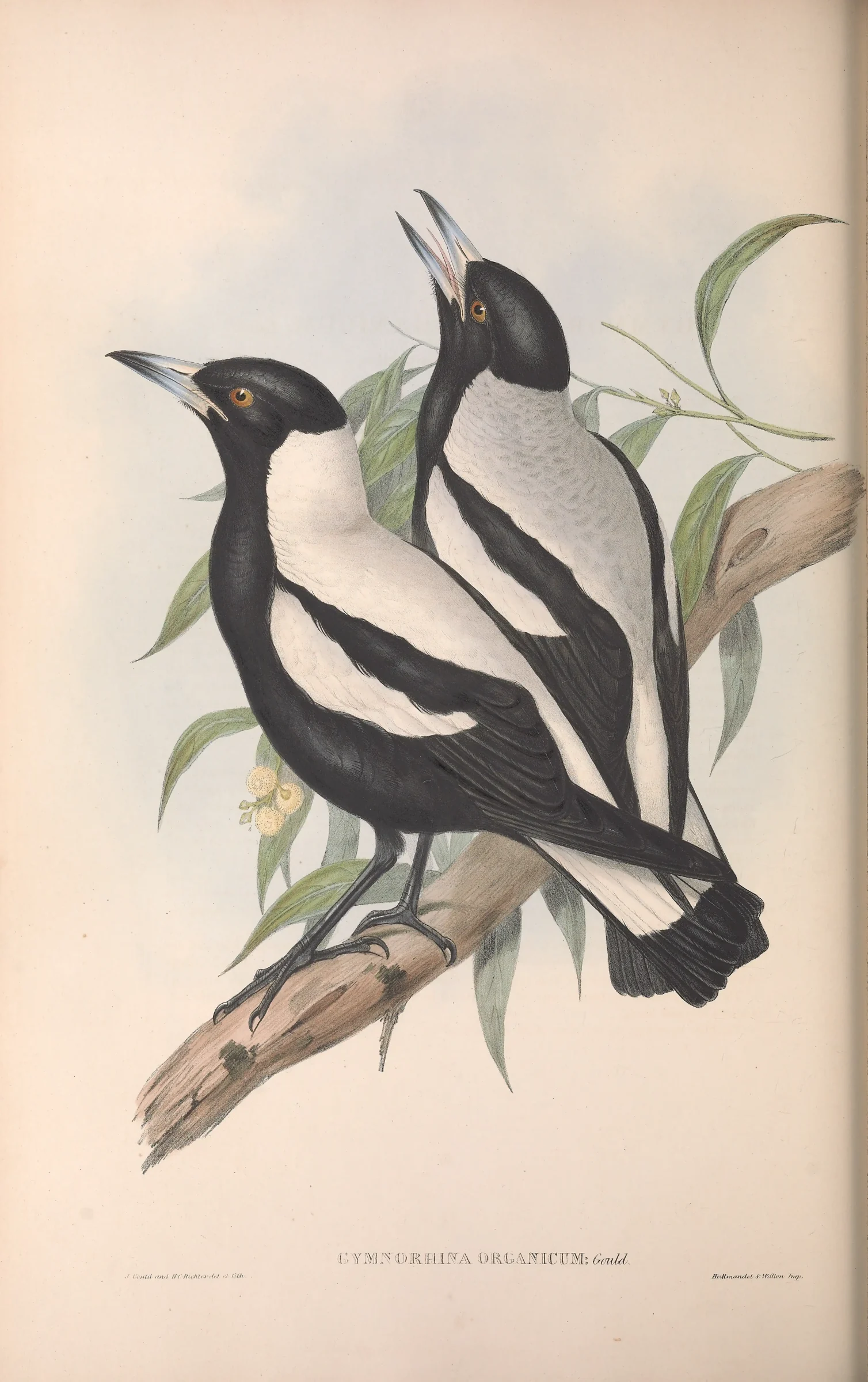 Historical bird plate: Australian Magpie