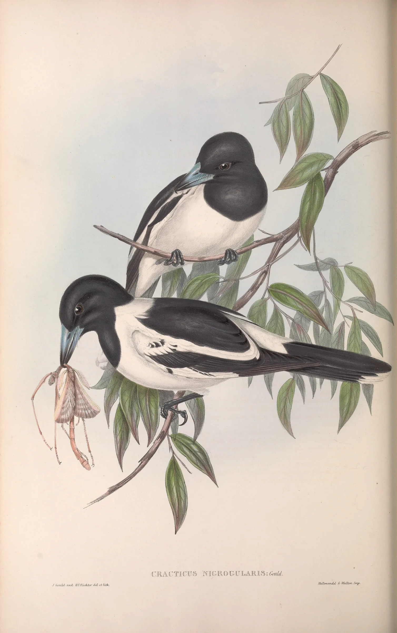 Historical bird plate: Pied Butcherbird