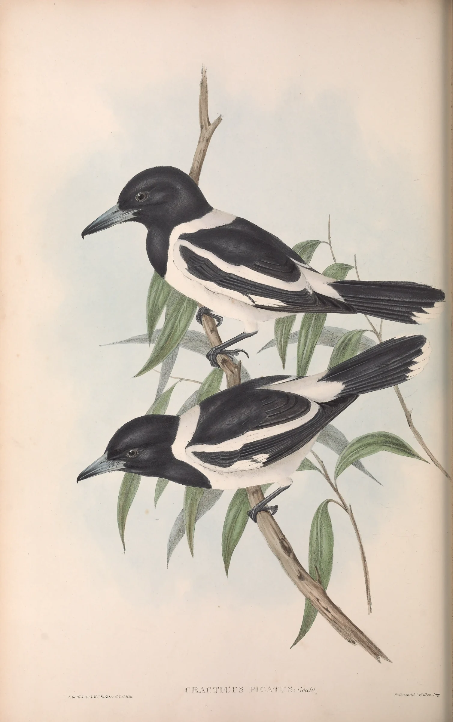 Historical bird plate: Pied Butcherbird