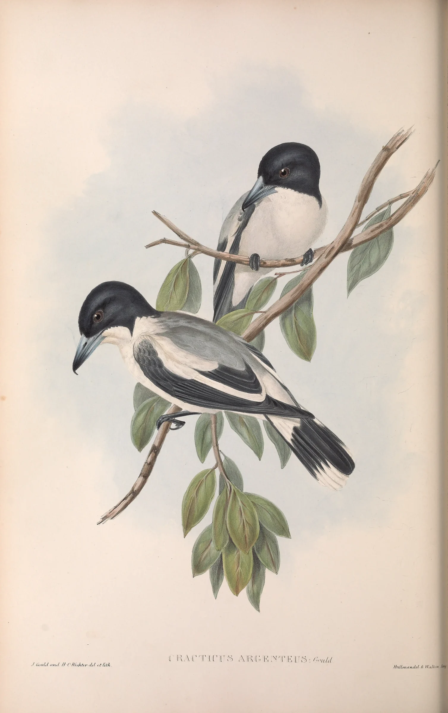 Historical bird plate: Silver-backed Butcherbird