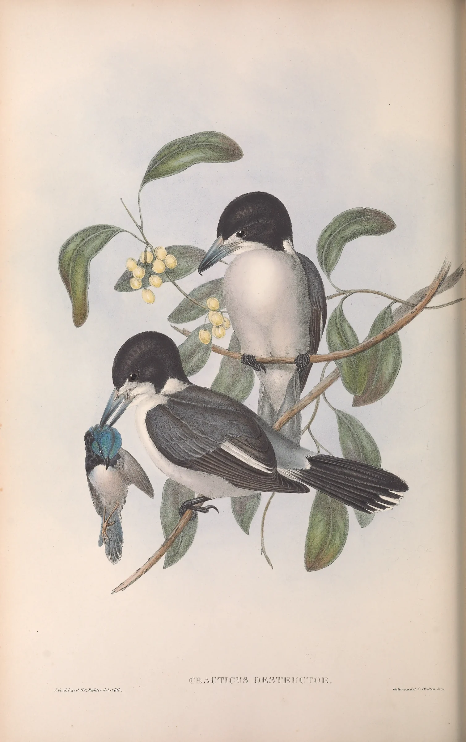 Historical bird plate: Grey Butcherbird