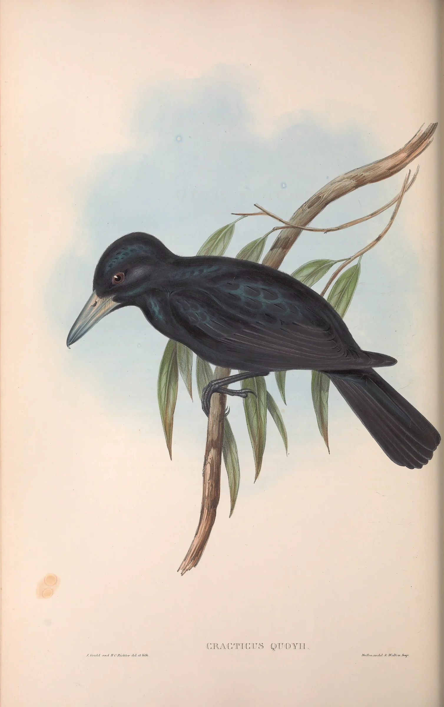 Historical bird plate: Black Butcherbird