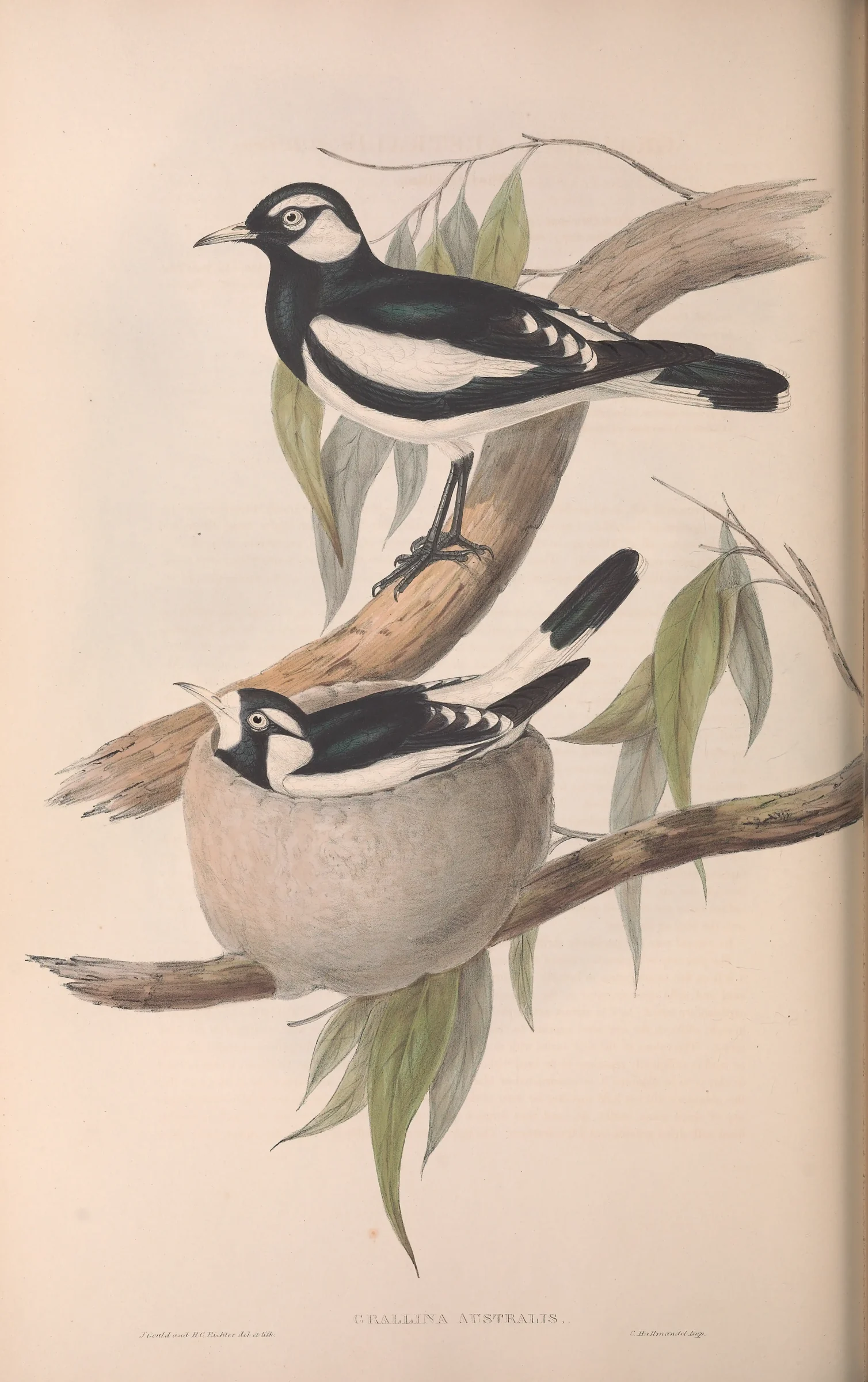 Historical bird plate: Magpie-lark