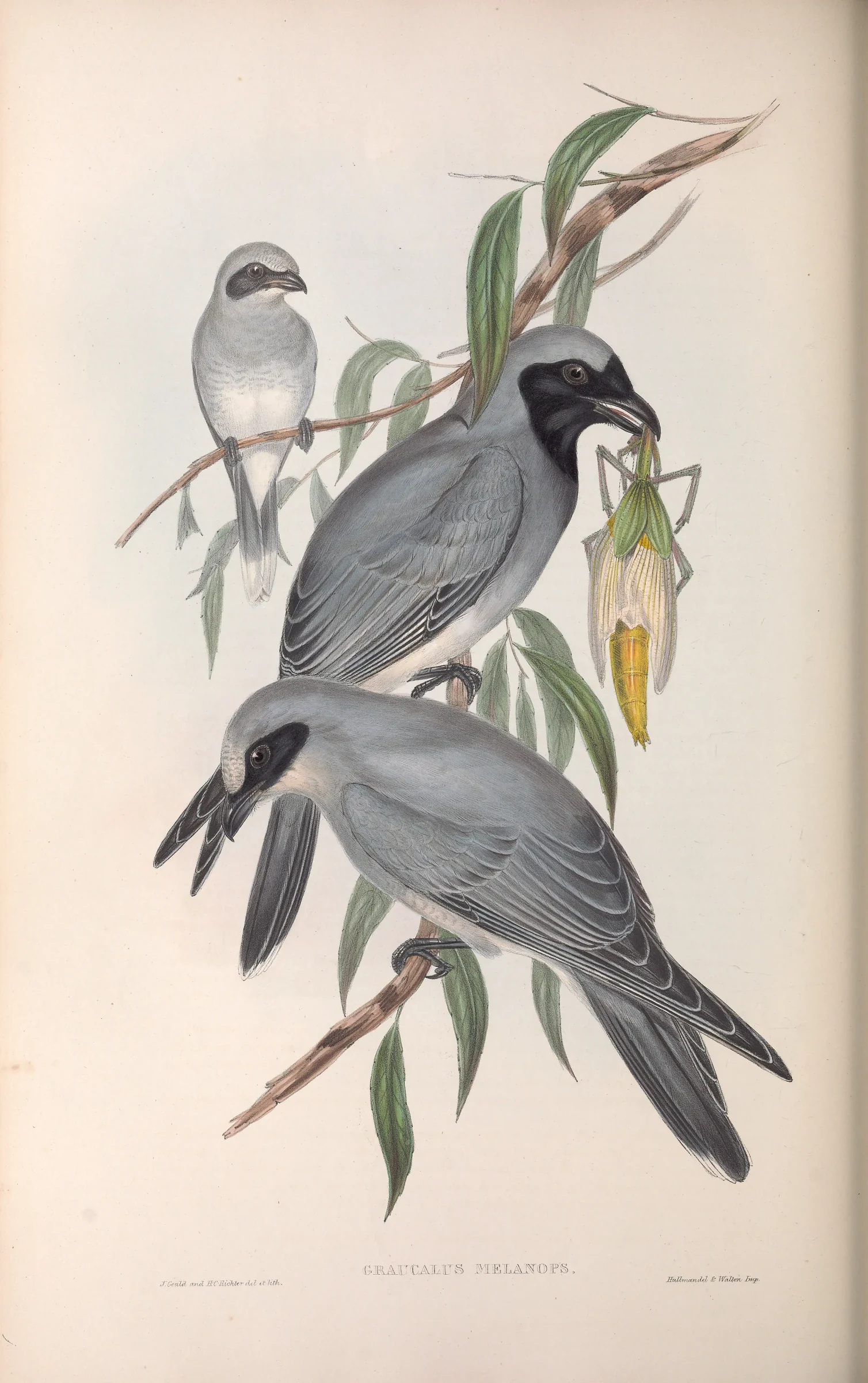 Historical bird plate: Black-faced Cuckooshrike