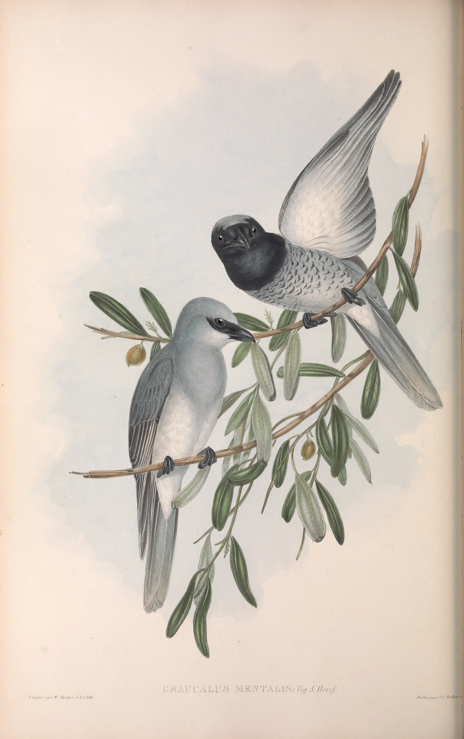 Historical bird plate: White-bellied Cuckooshrike