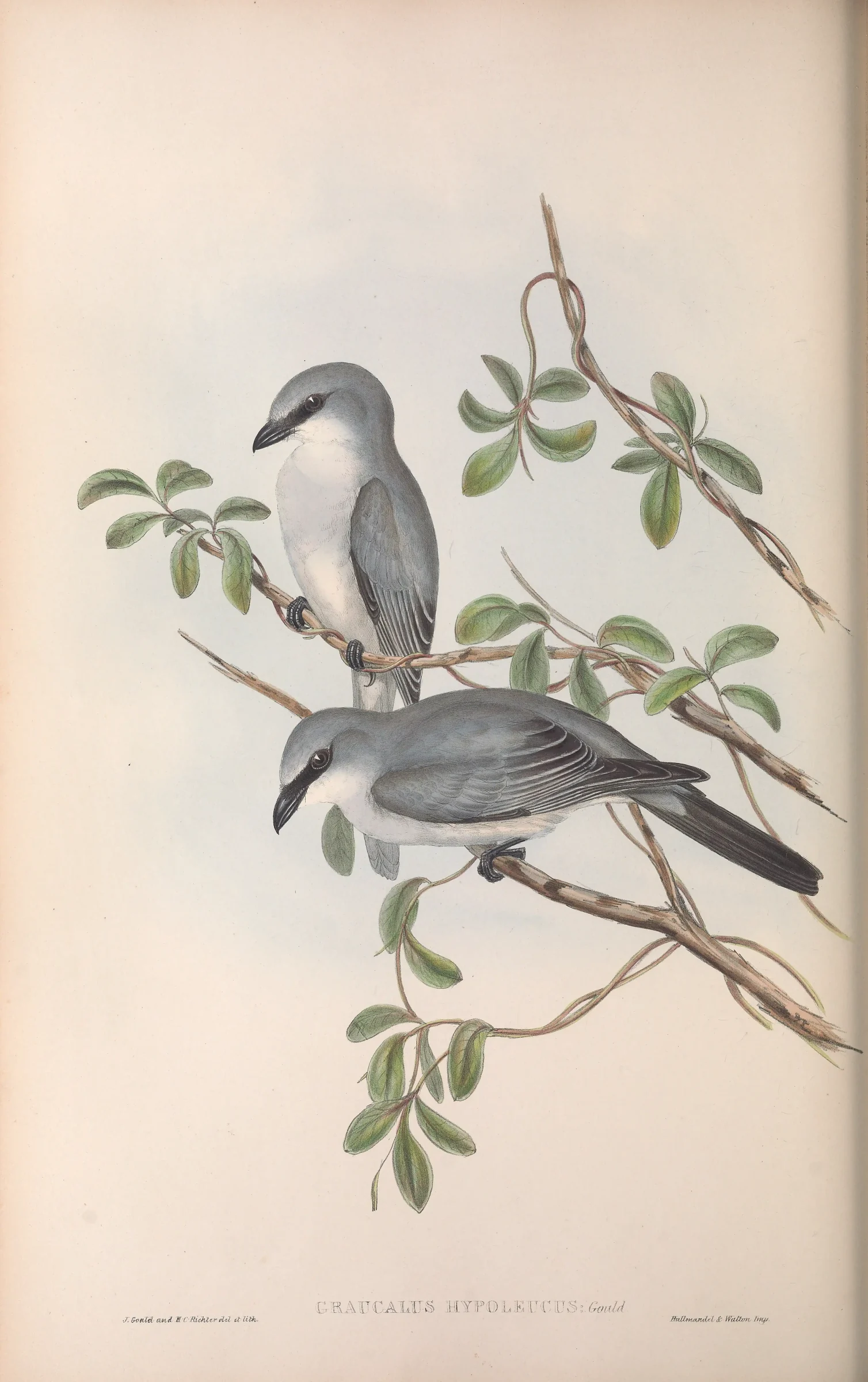 Historical bird plate: White-bellied Cuckooshrike