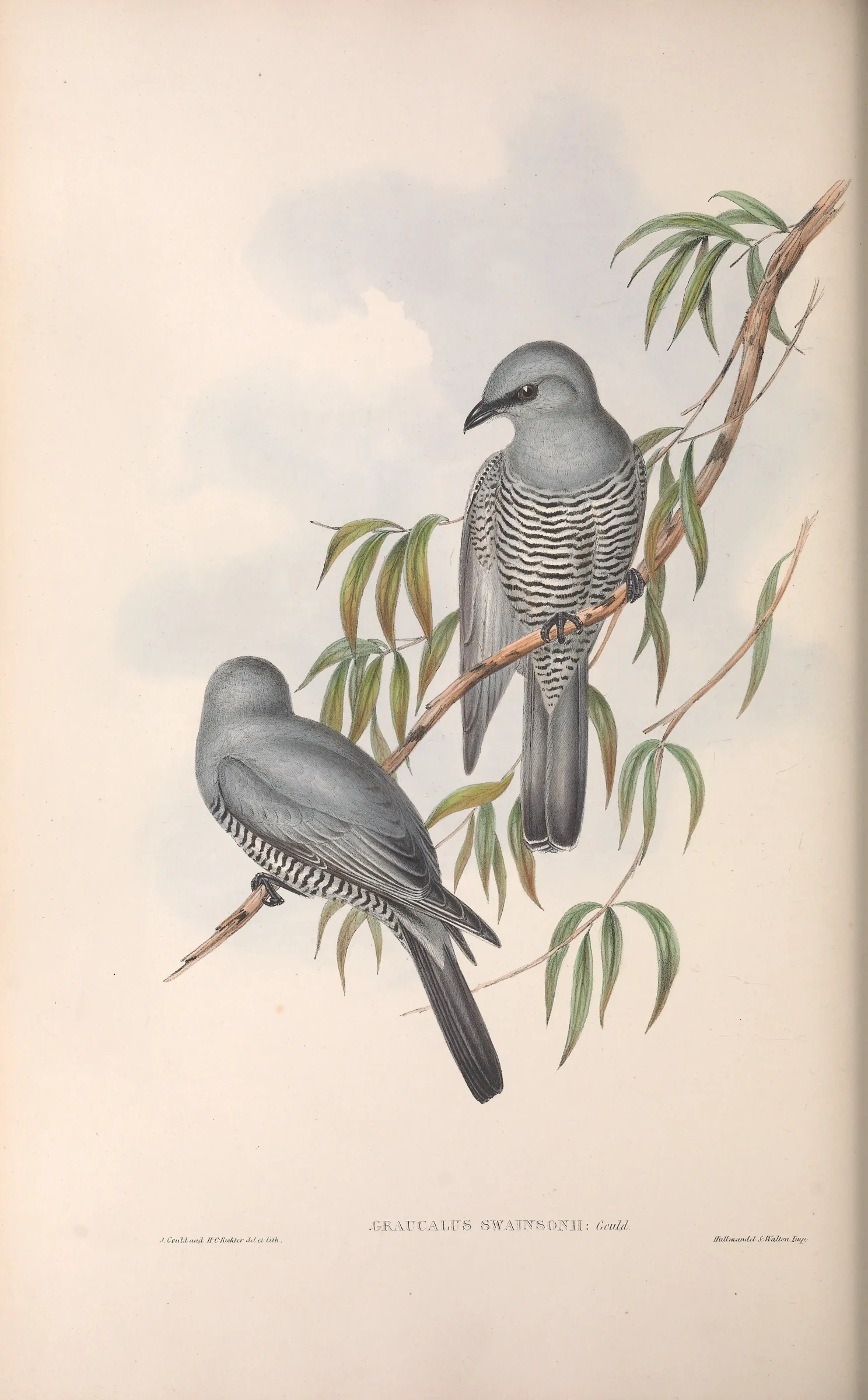 Historical bird plate: Barred Cuckooshrike