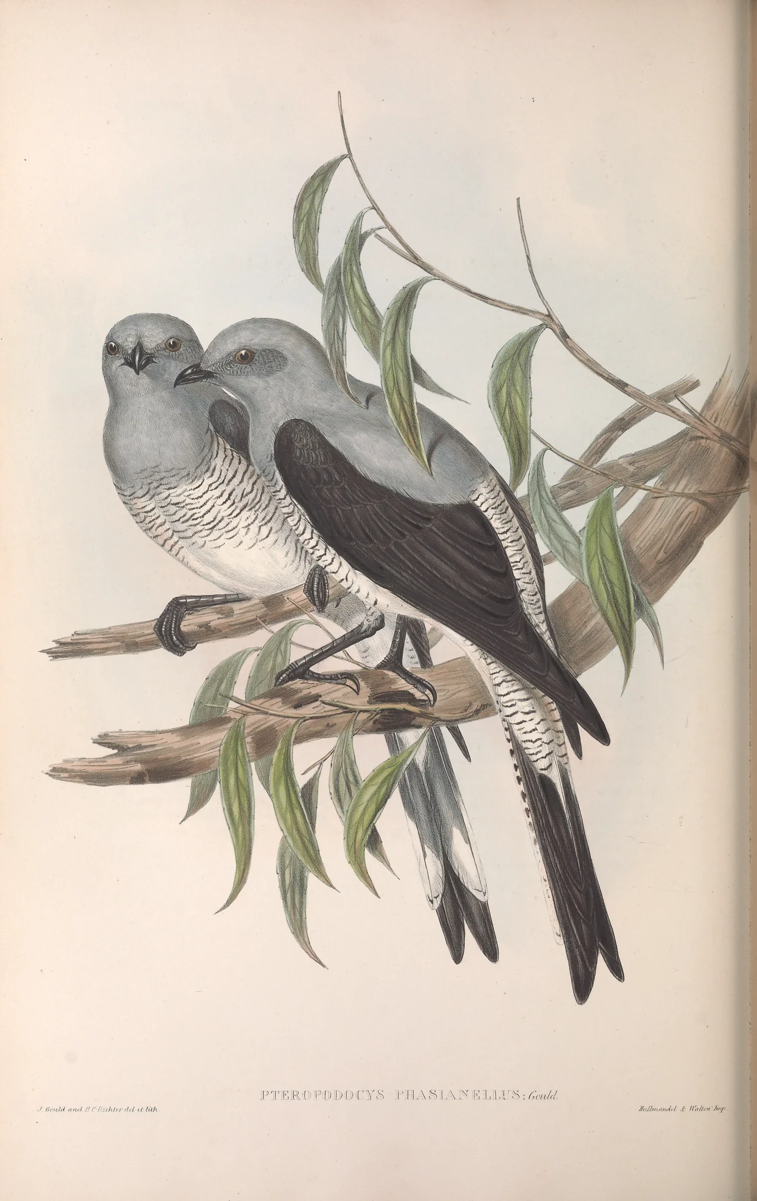 Historical bird plate: Ground Cuckooshrike