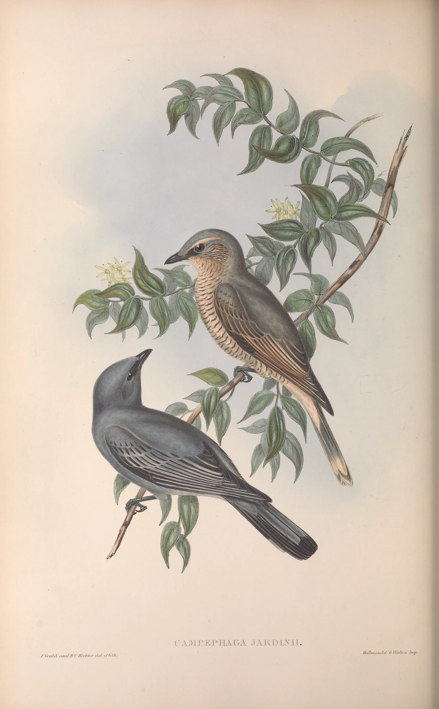 Historical bird plate: Sahul Cicadabird