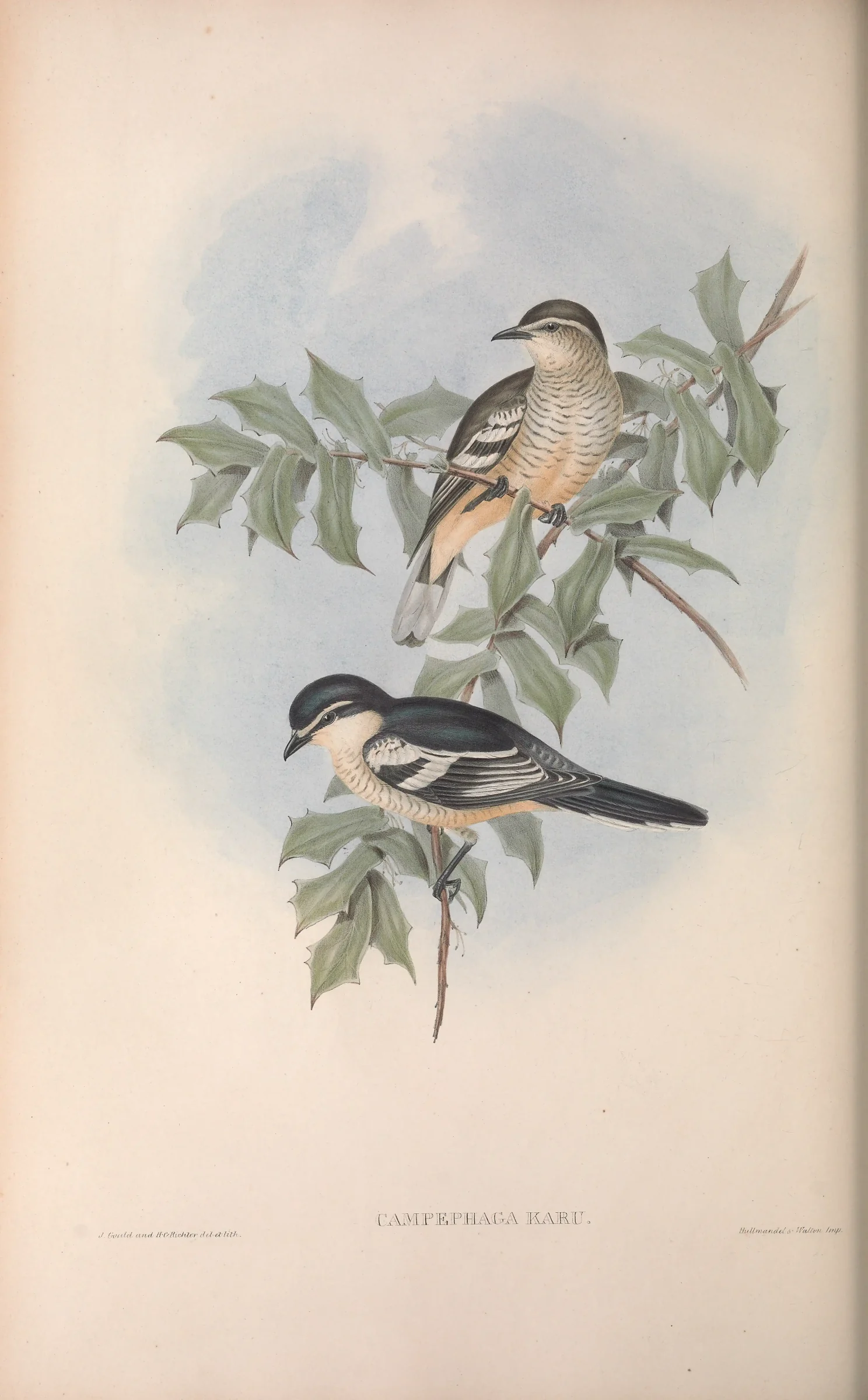 Historical bird plate: Varied Triller