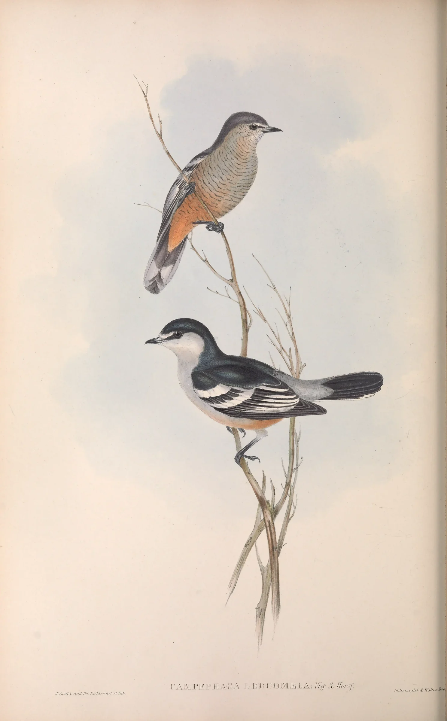 Historical bird plate: Varied Triller