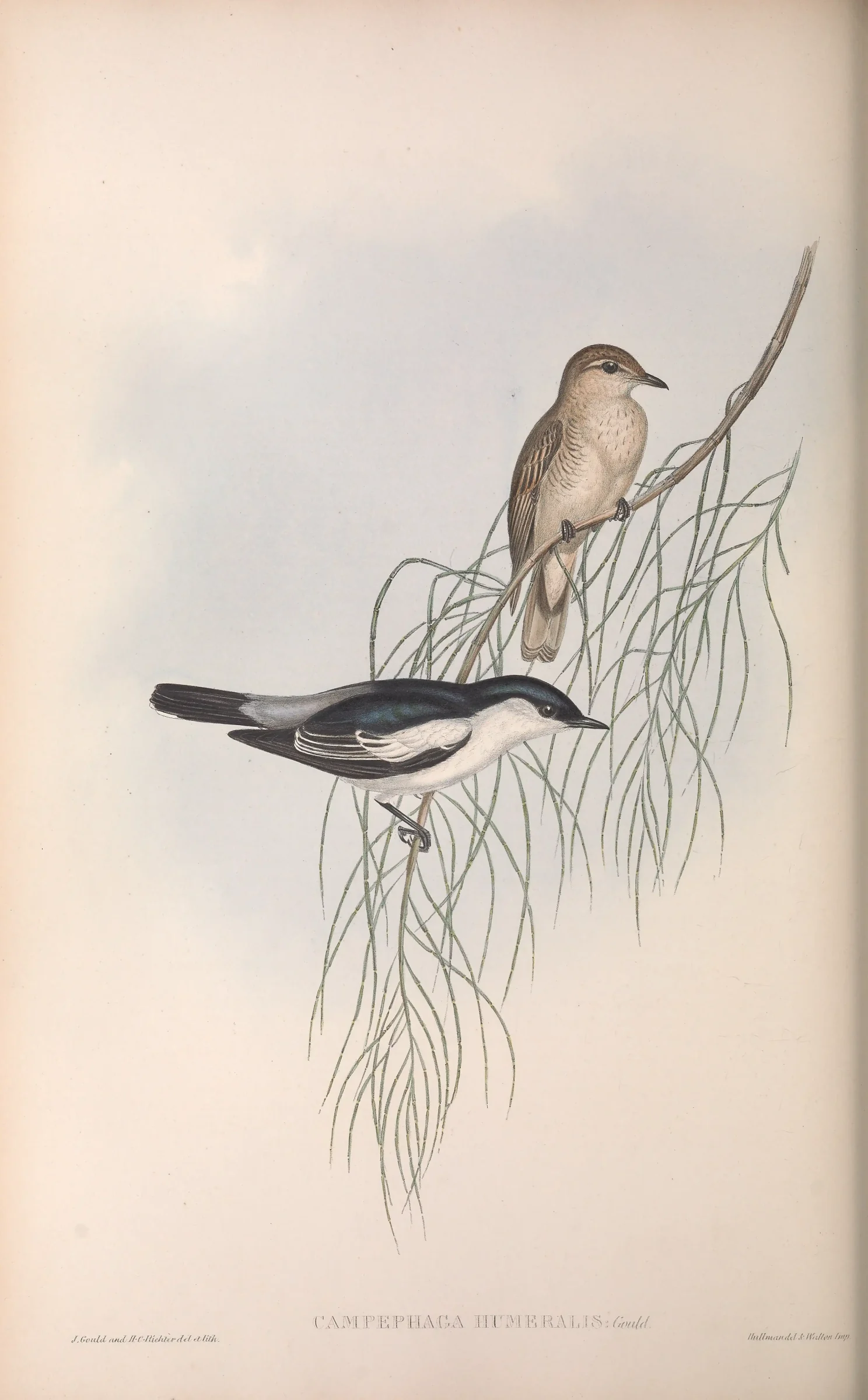 Historical bird plate: White-winged Triller