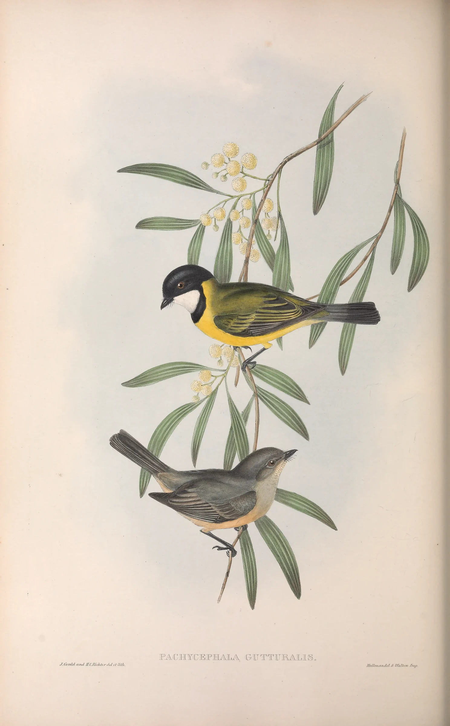 Historical bird plate: Australian Golden Whistler