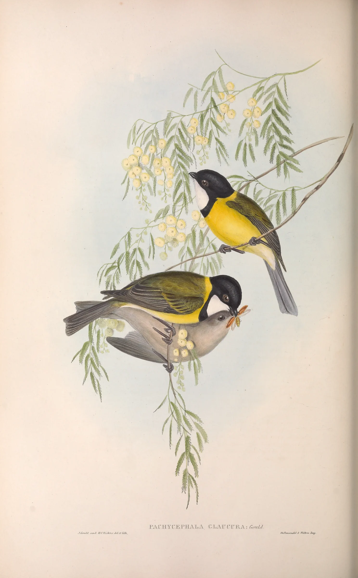 Historical bird plate: Australian Golden Whistler