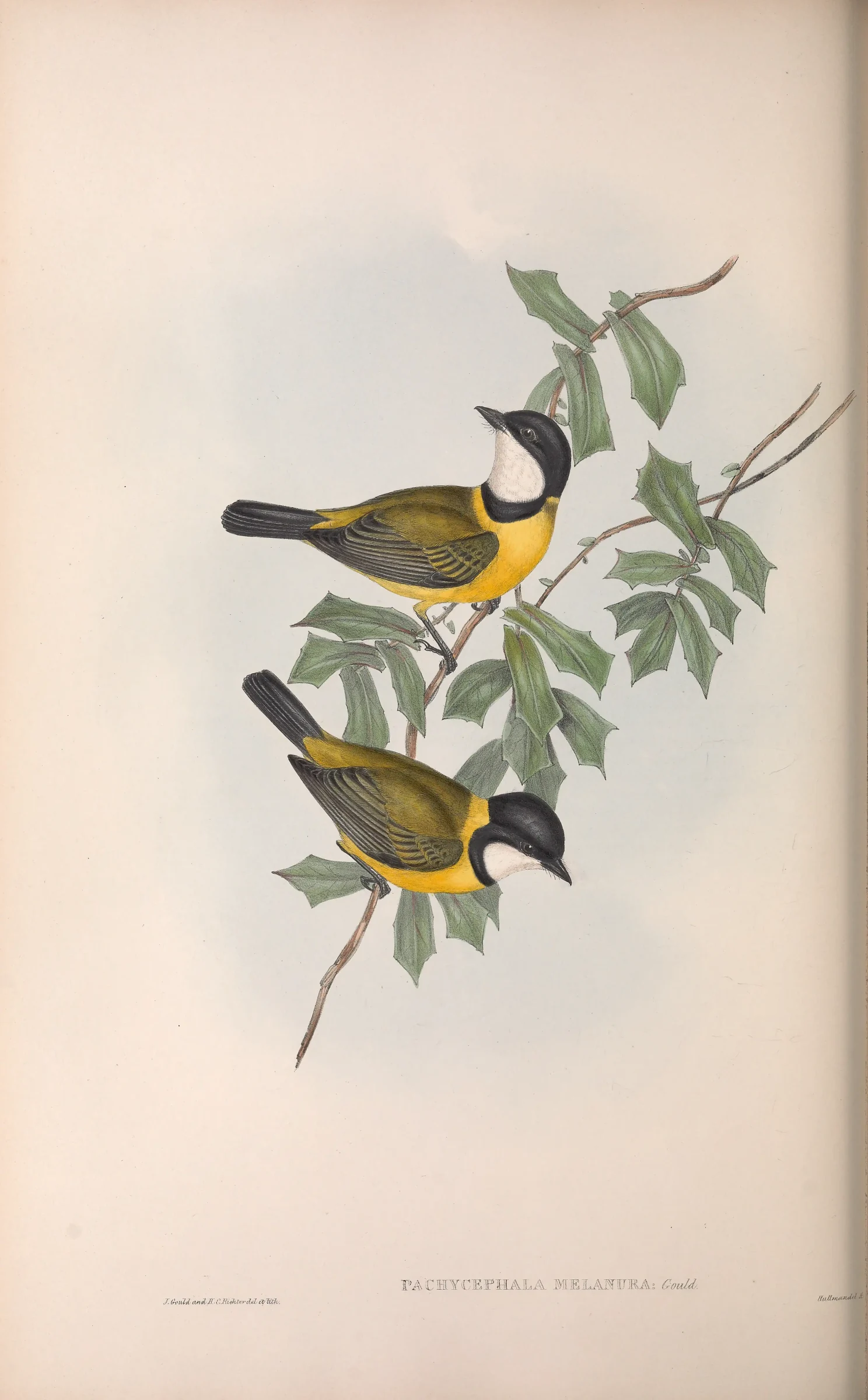 Historical bird plate: Mangrove Golden Whistler
