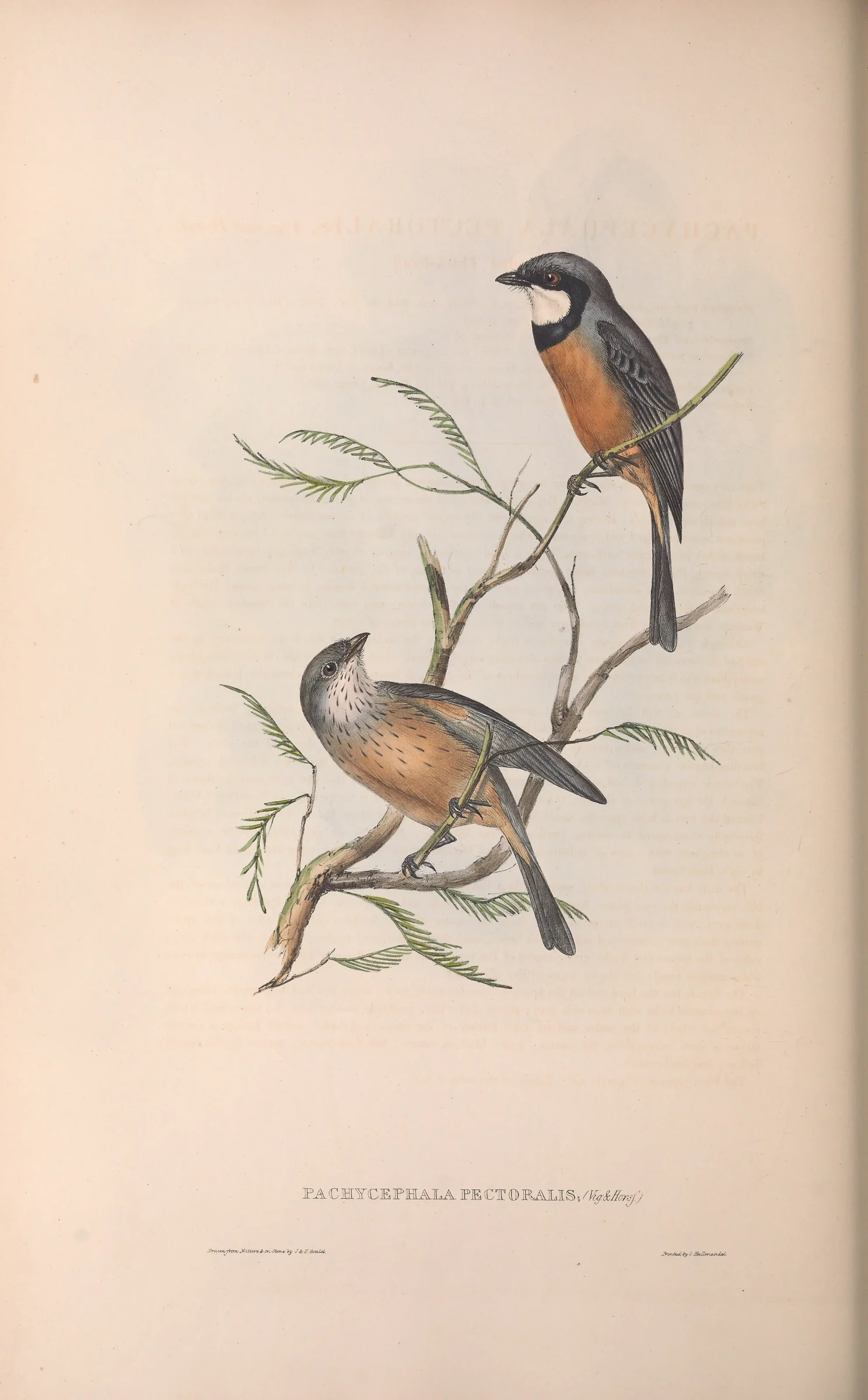 Historical bird plate: Rufous Whistler