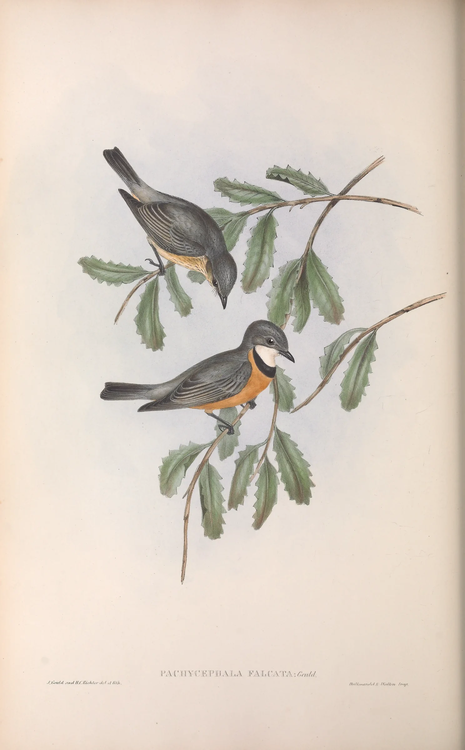 Historical bird plate: Rufous Whistler