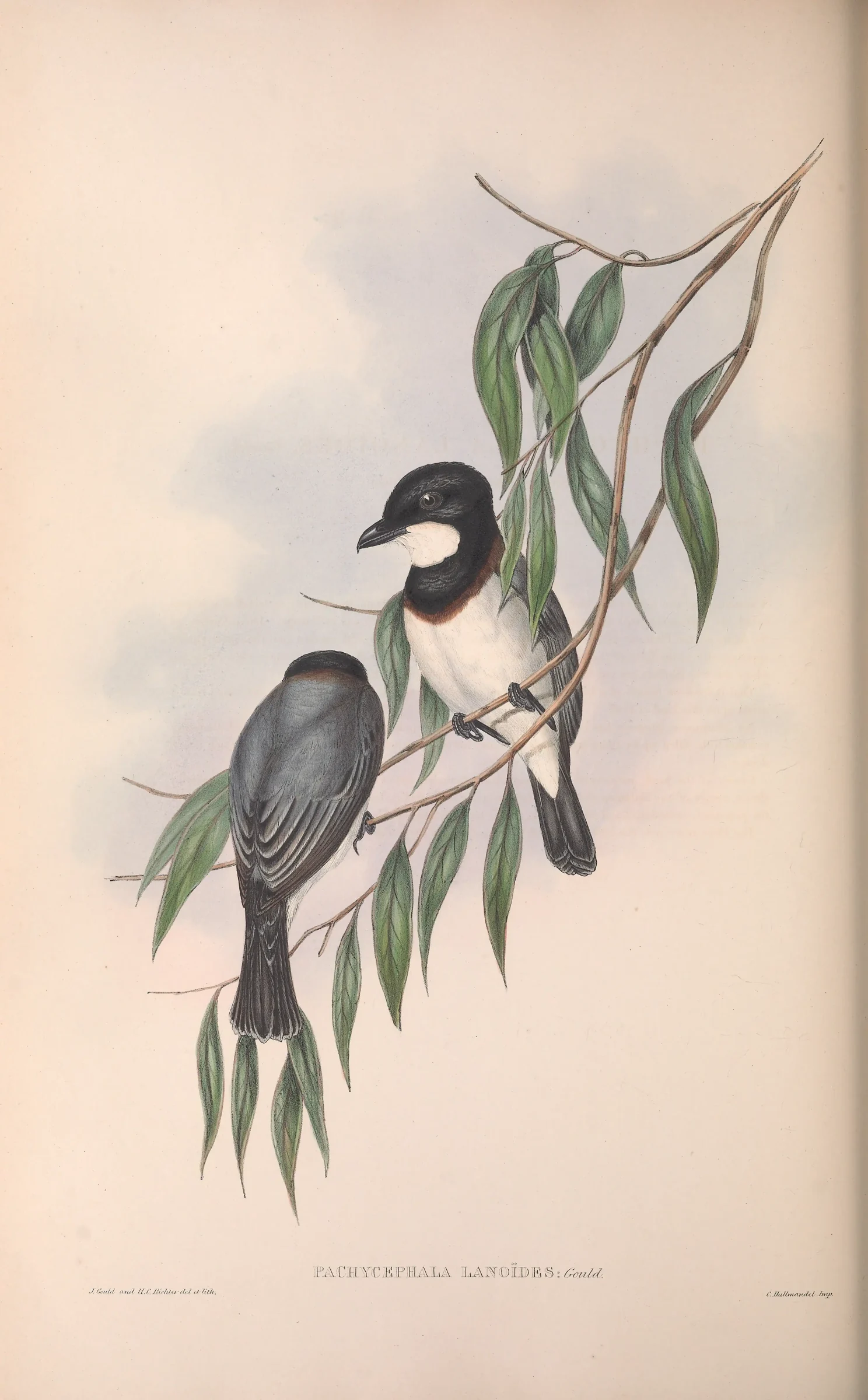 Historical bird plate: White-breasted Whistler
