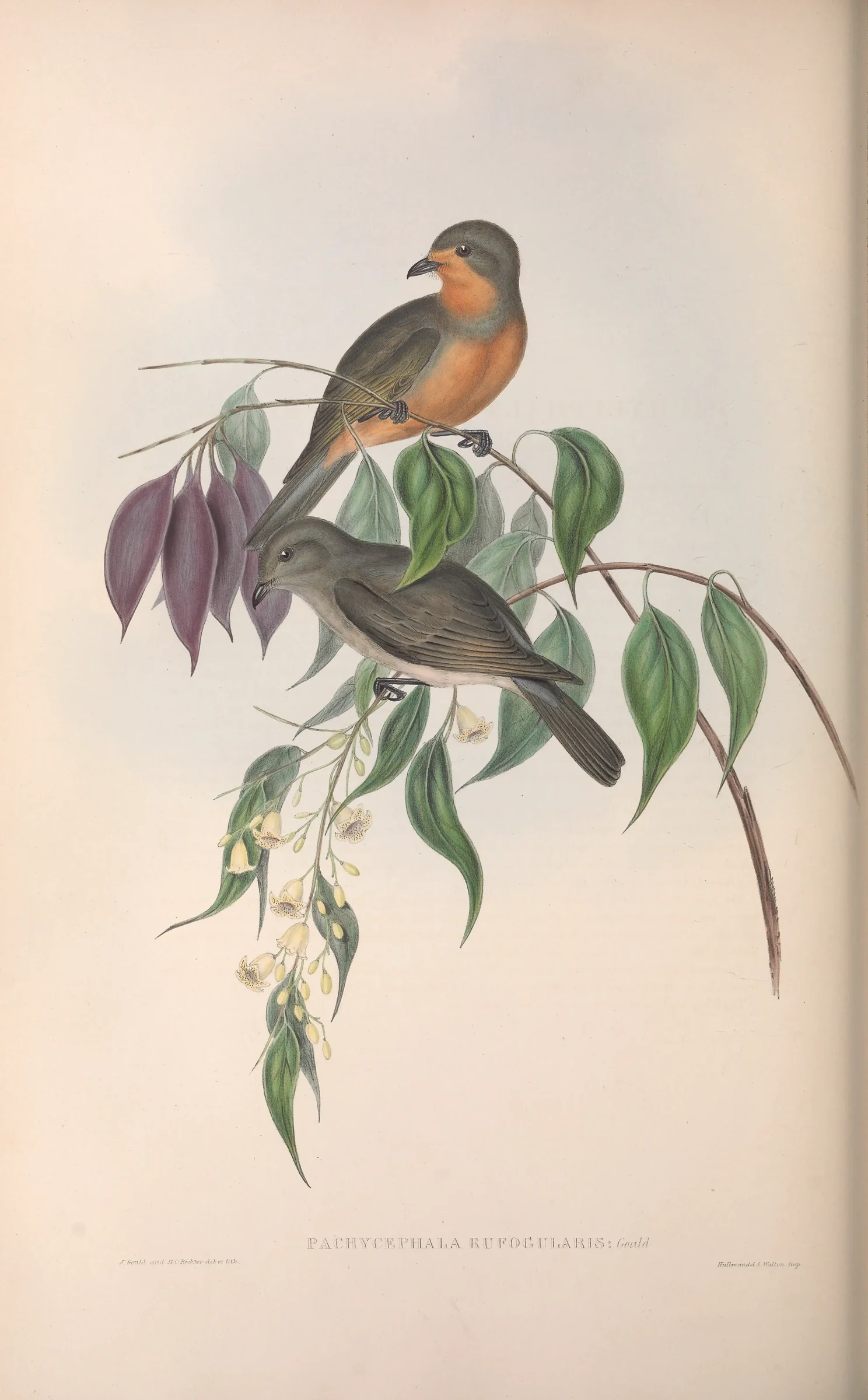 Historical bird plate: Red-lored Whistler