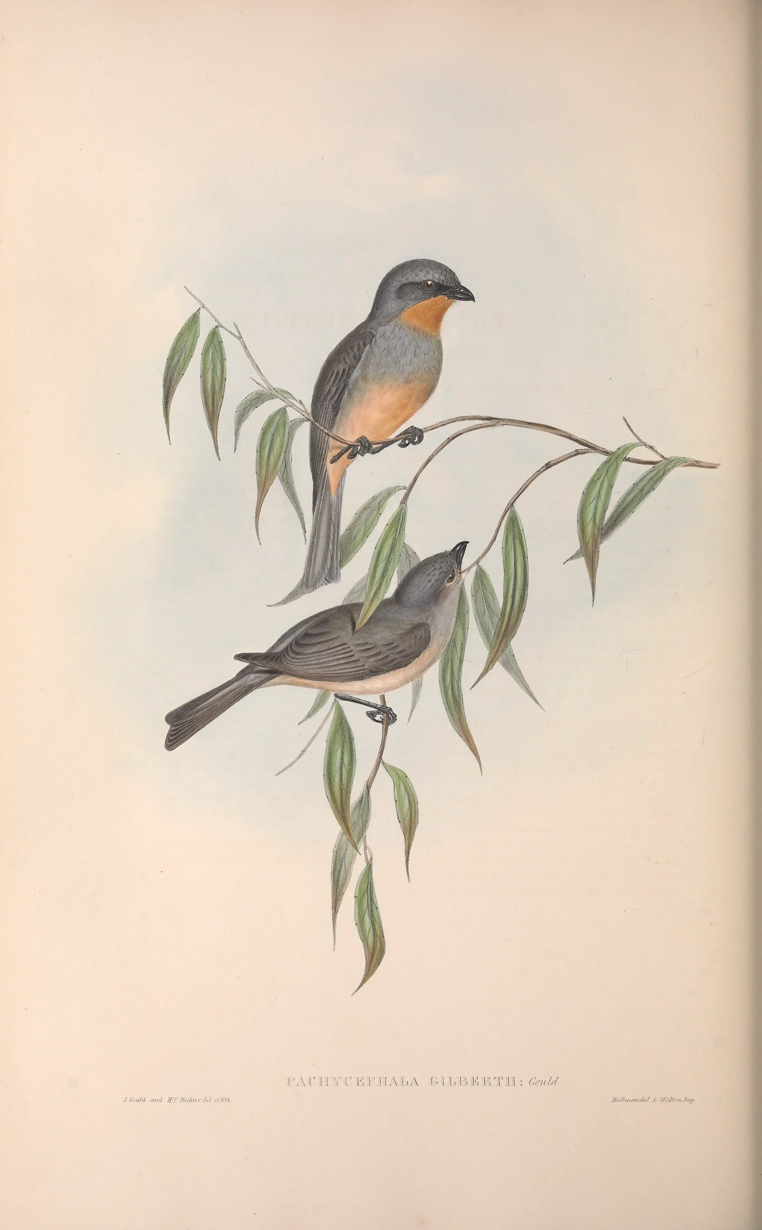 Historical bird plate: Gilbert's Whistler