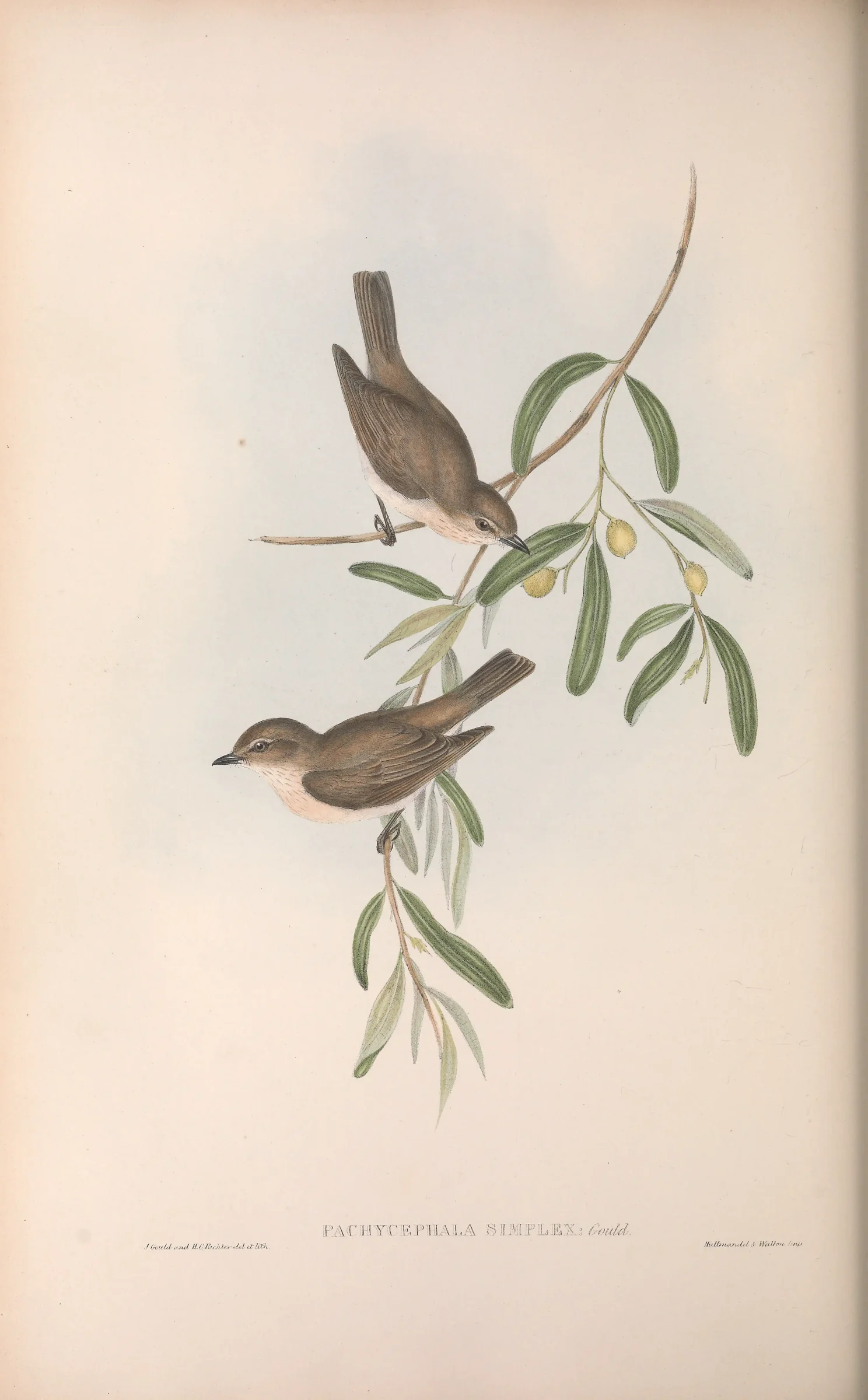 Historical bird plate: Grey Whistler