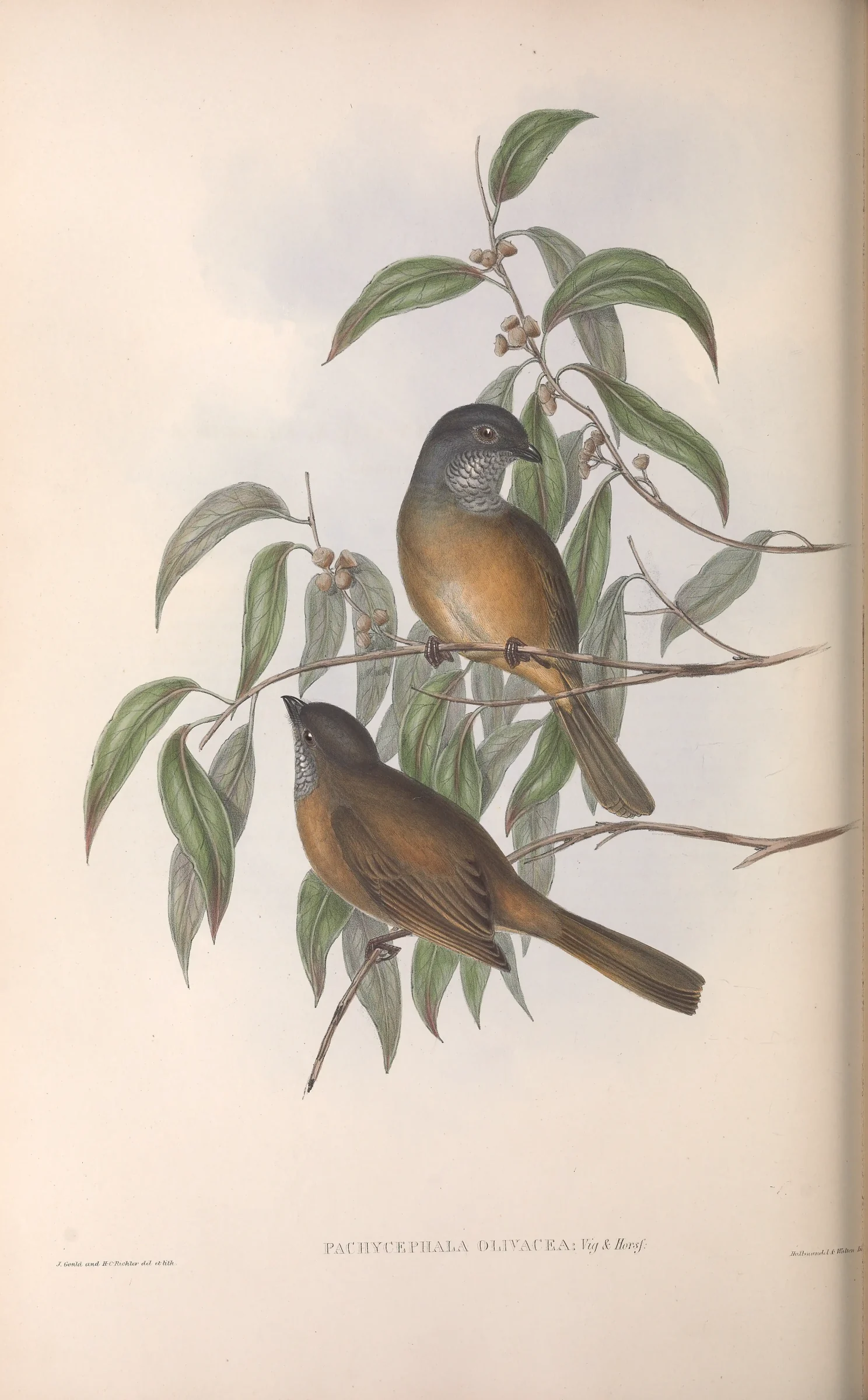 Historical bird plate: Olive Whistler