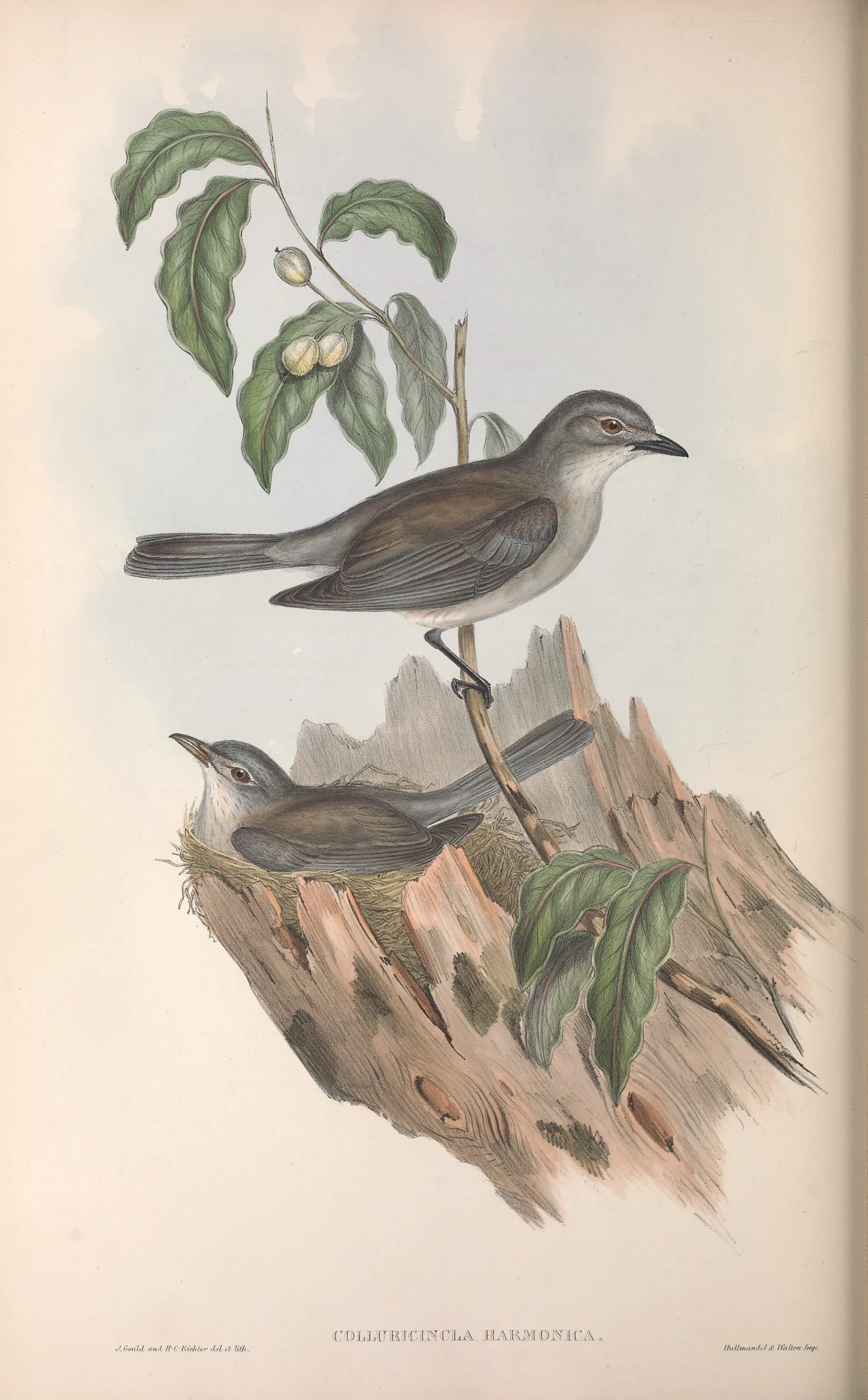 Historical bird plate: Grey Shrikethrush