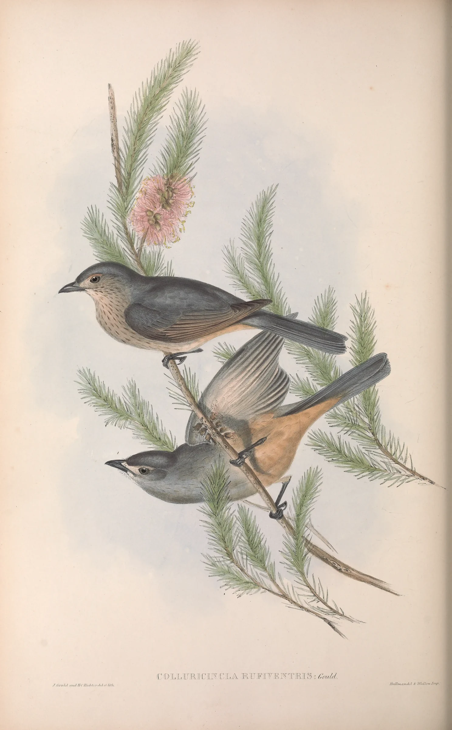 Historical bird plate: Grey Shrikethrush