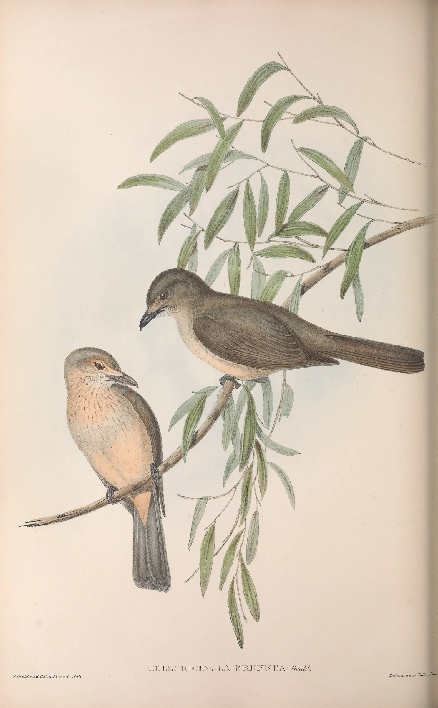 Historical bird plate: Grey Shrikethrush