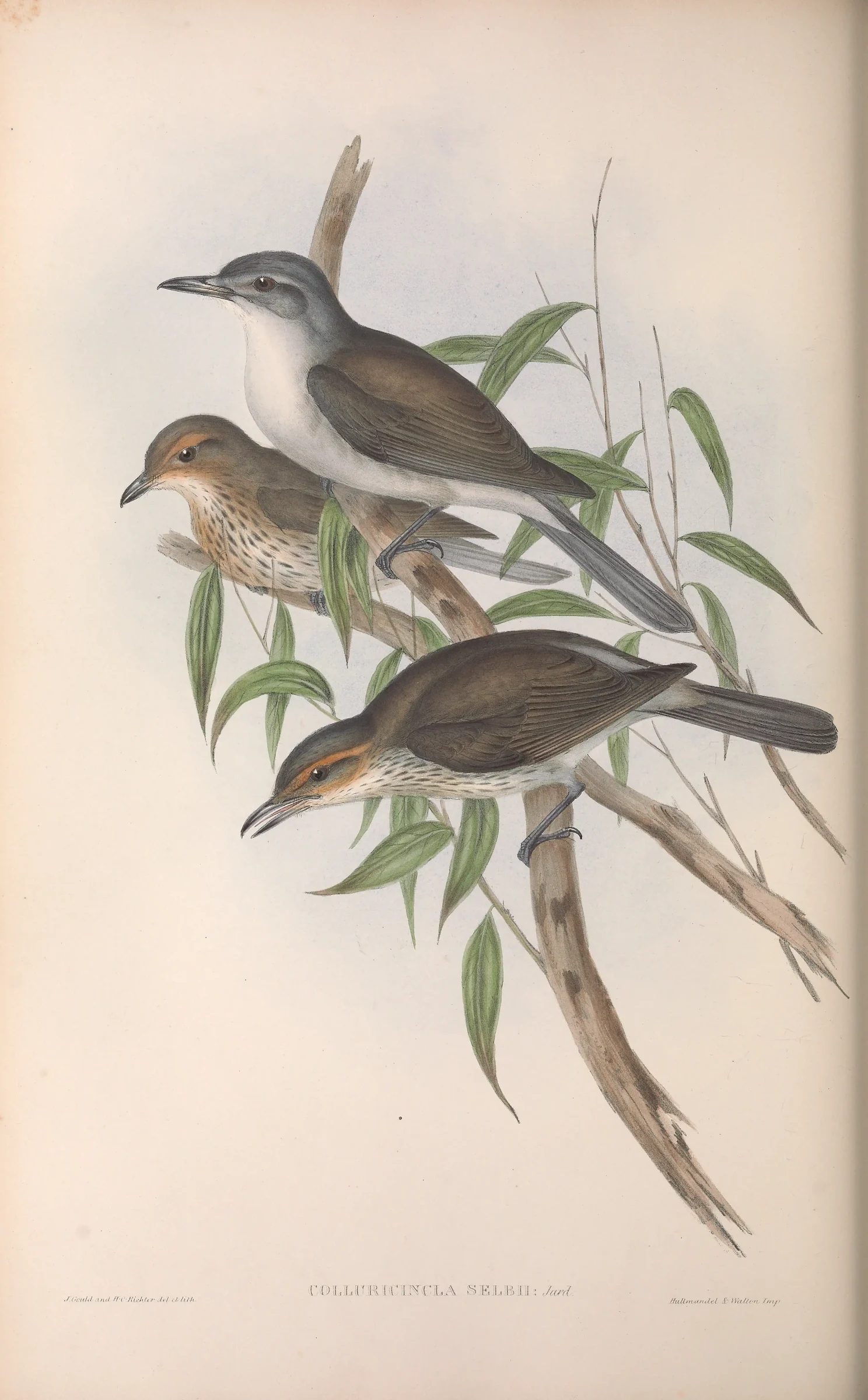 Historical bird plate: Grey Shrikethrush