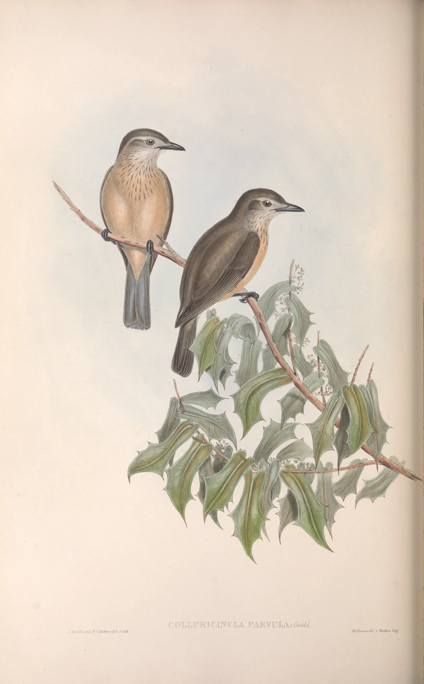 Historical bird plate: Little Shrikethrush