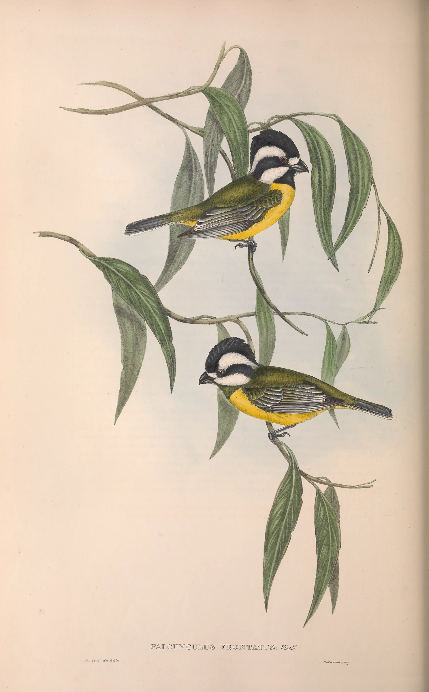 Historical bird plate: Eastern Shriketit