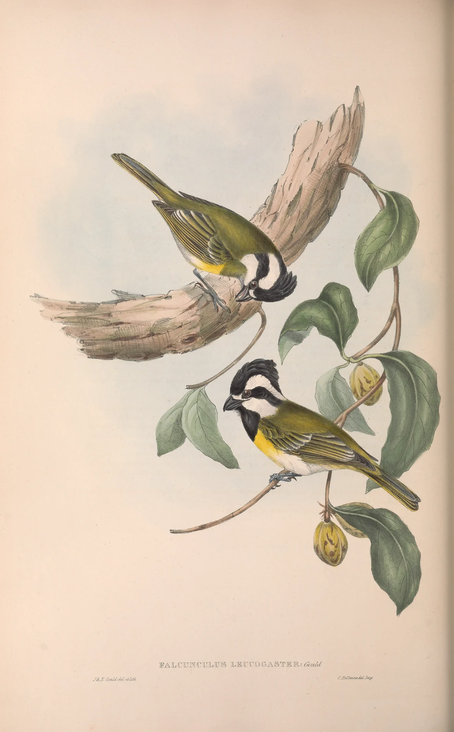 Historical bird plate: Western Shriketit