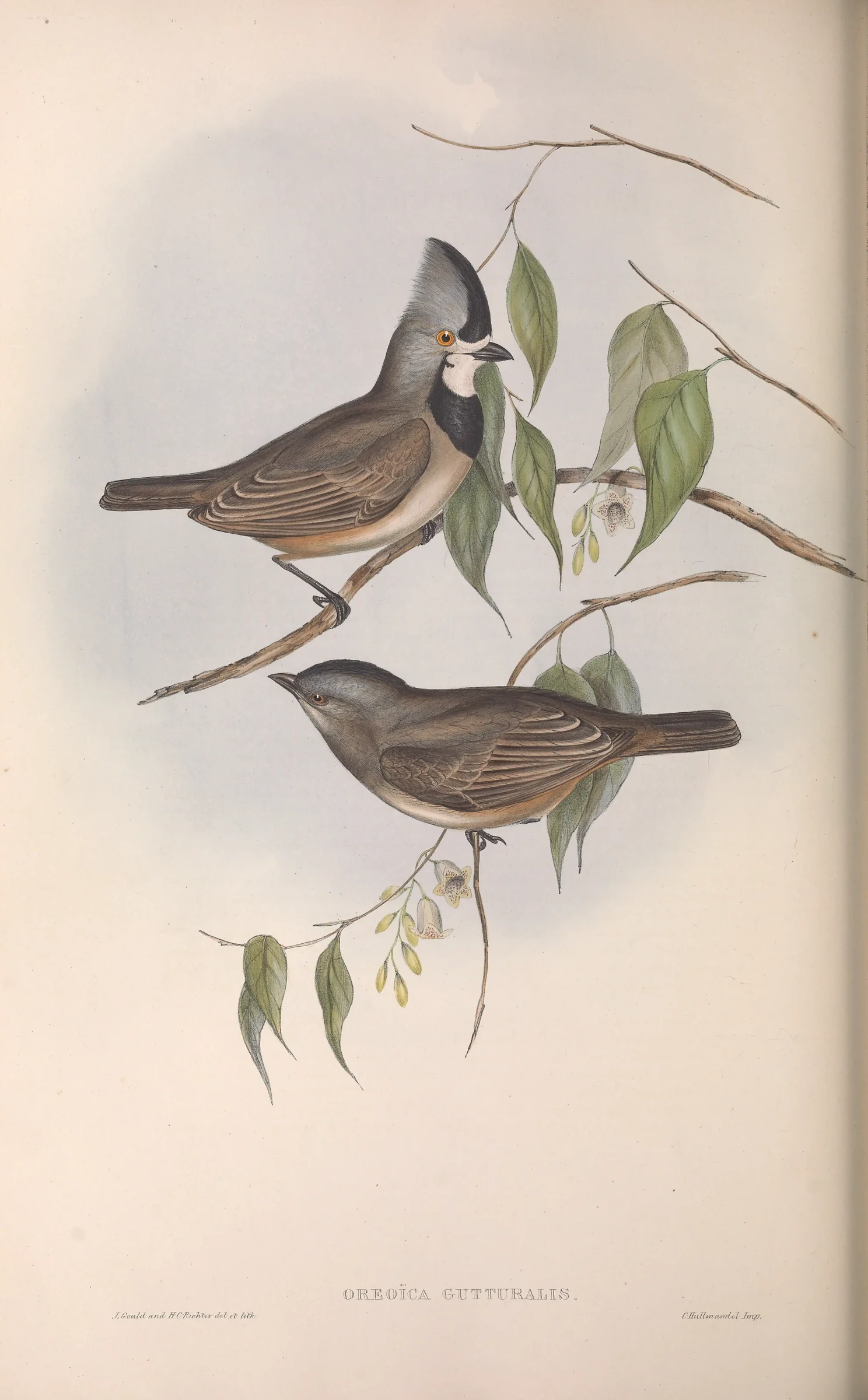 Historical bird plate: Crested Bellbird