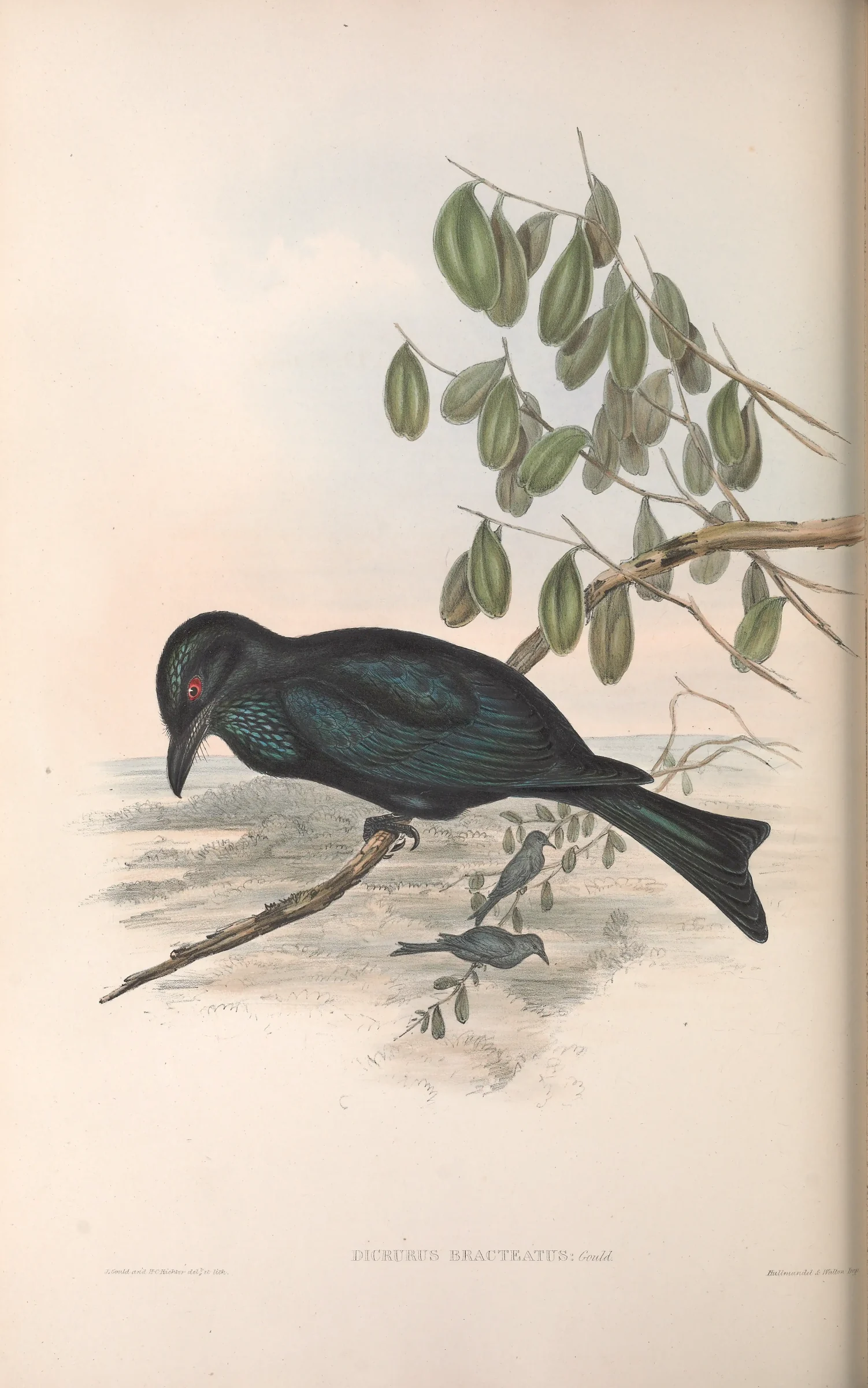 Historical bird plate: Spangled Drongo