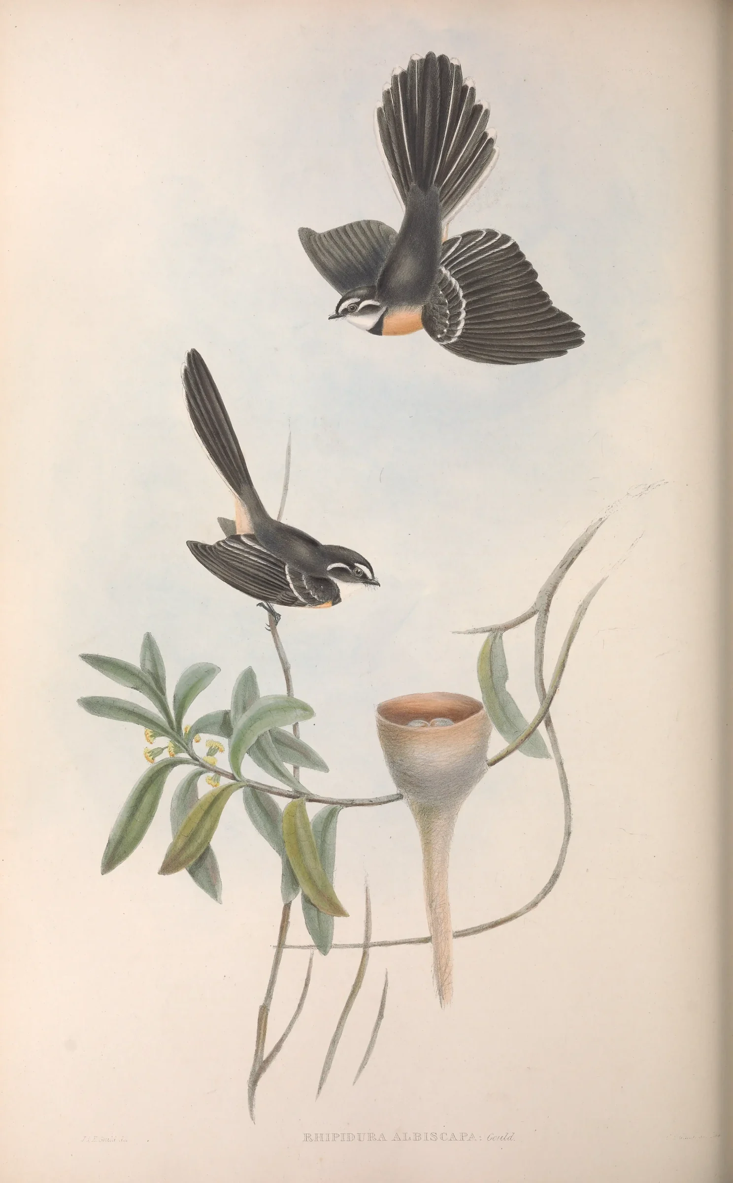 Historical bird plate: Grey Fantail