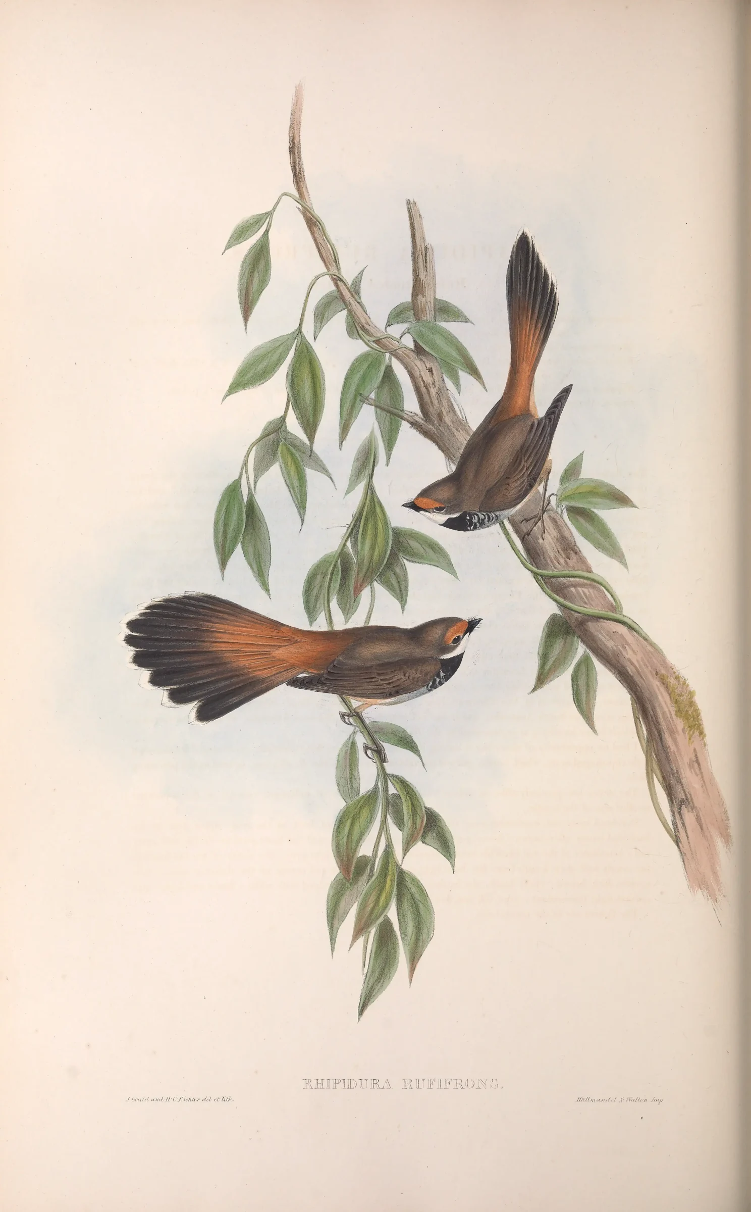 Historical bird plate: Australian Rufous Fantail