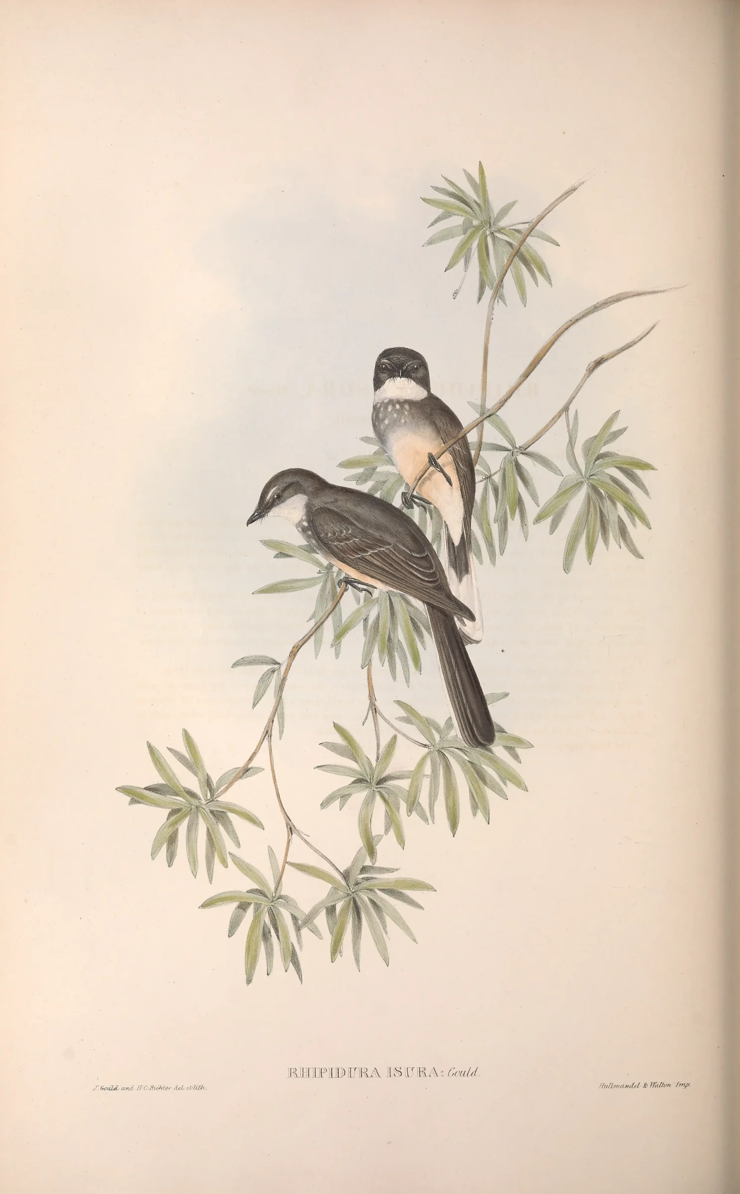 Historical bird plate: Northern Fantail
