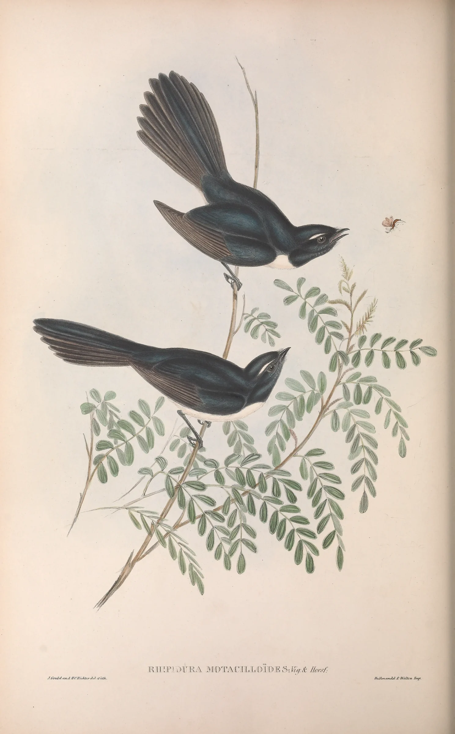 Historical bird plate: Willie Wagtail