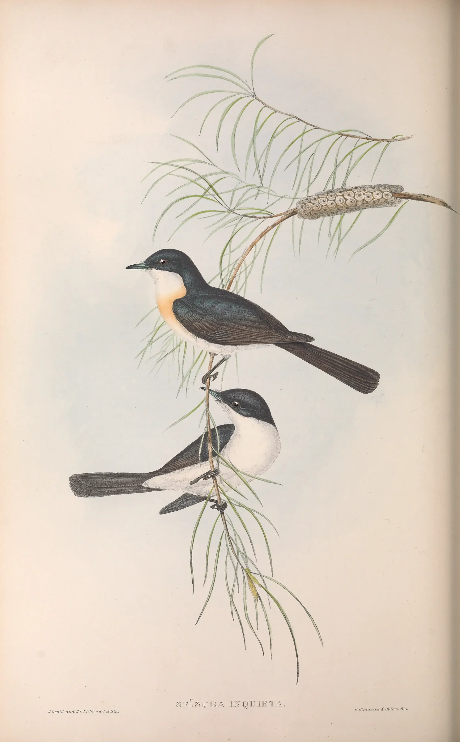 Historical bird plate: Restless Flycatcher