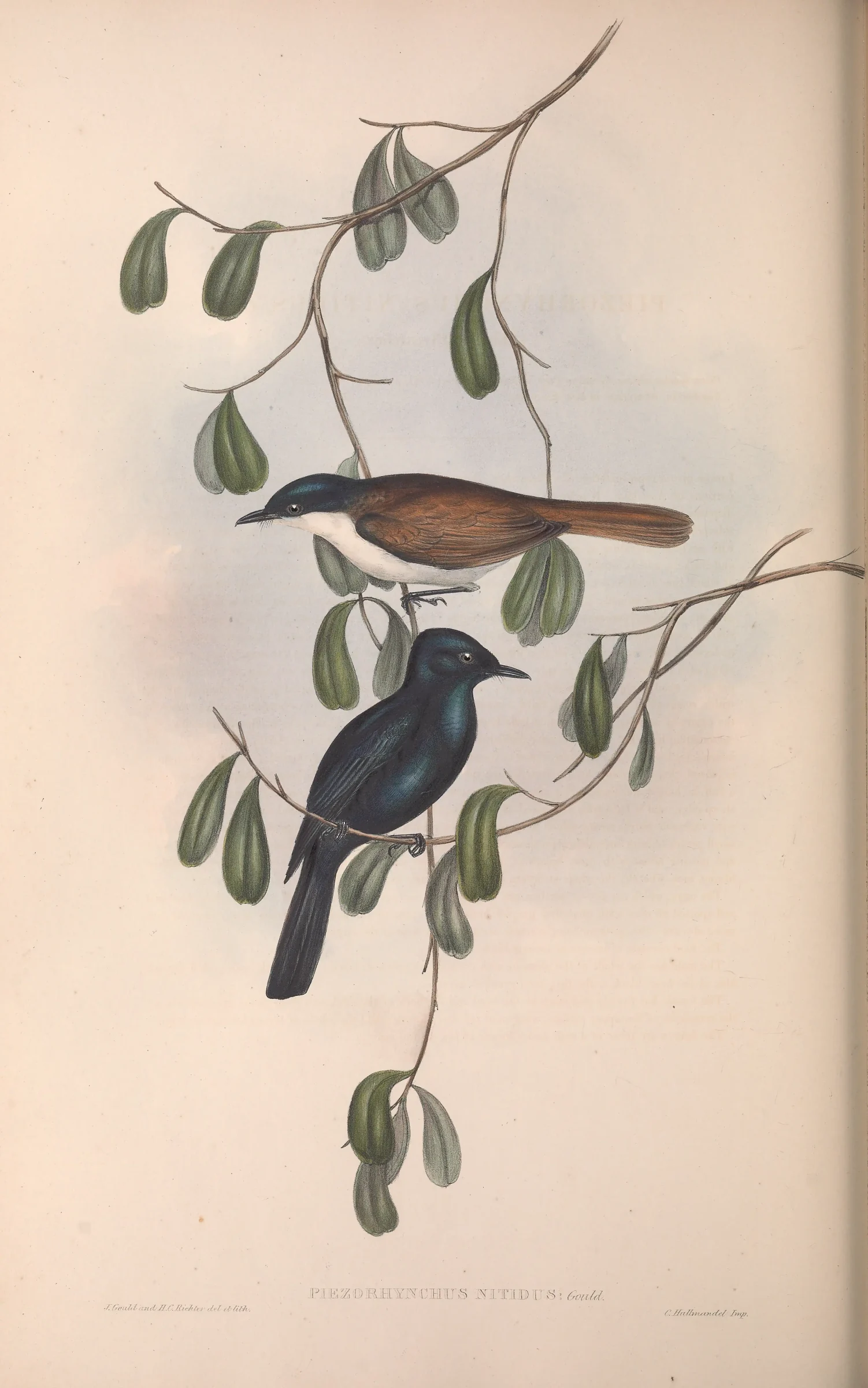 Historical bird plate: Shining Flycatcher
