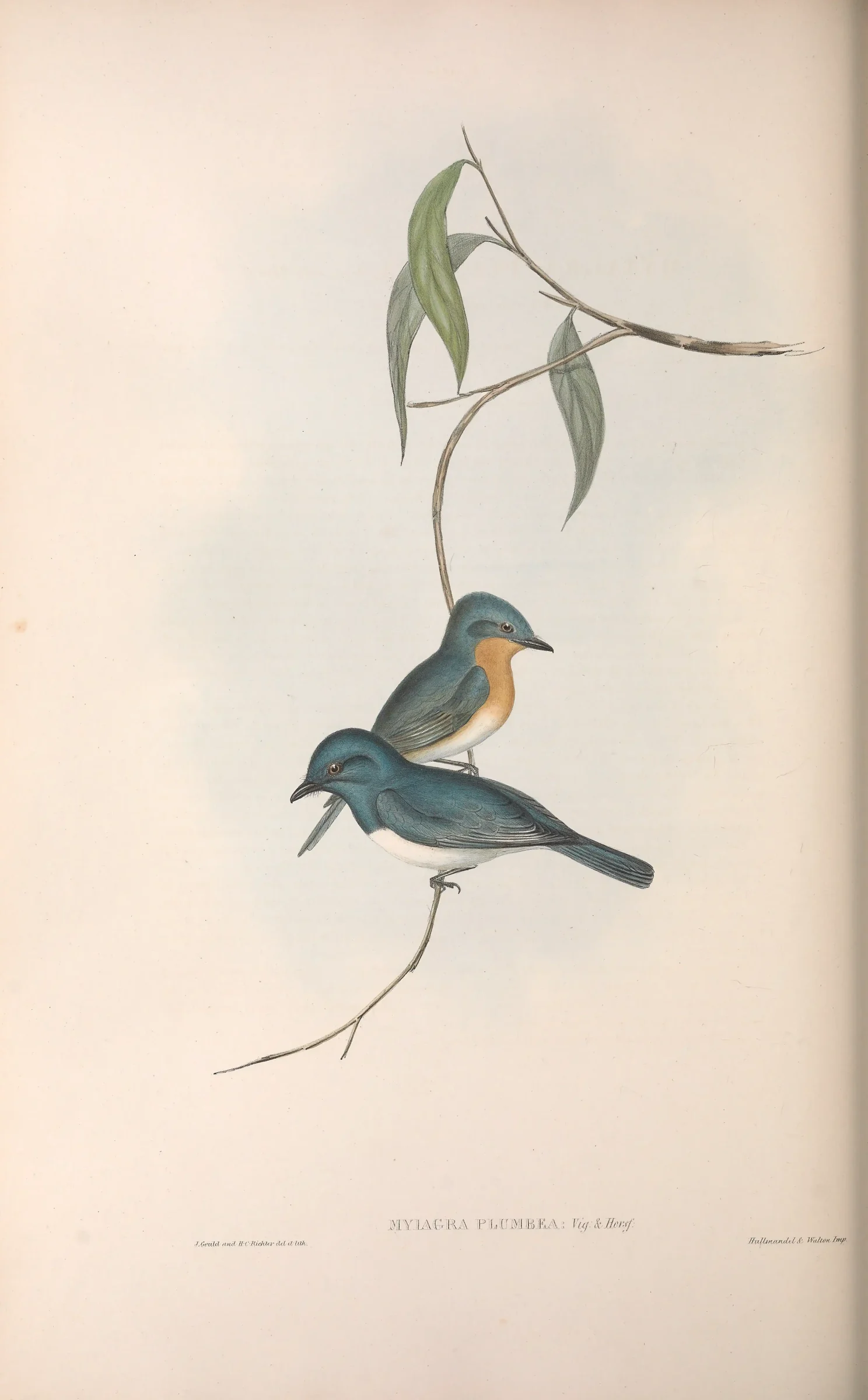 Historical bird plate: Leaden Flycatcher