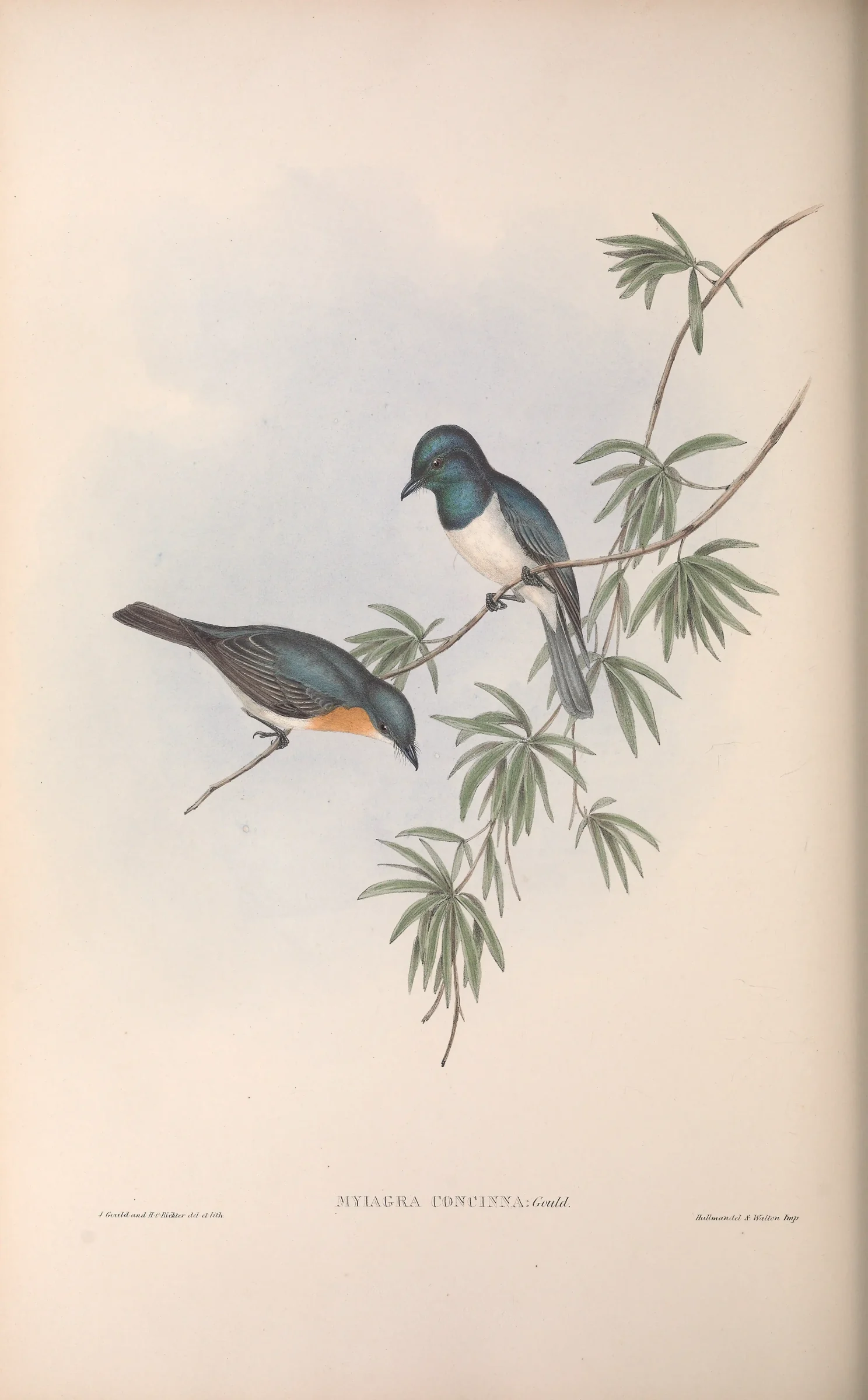 Historical bird plate: Leaden Flycatcher