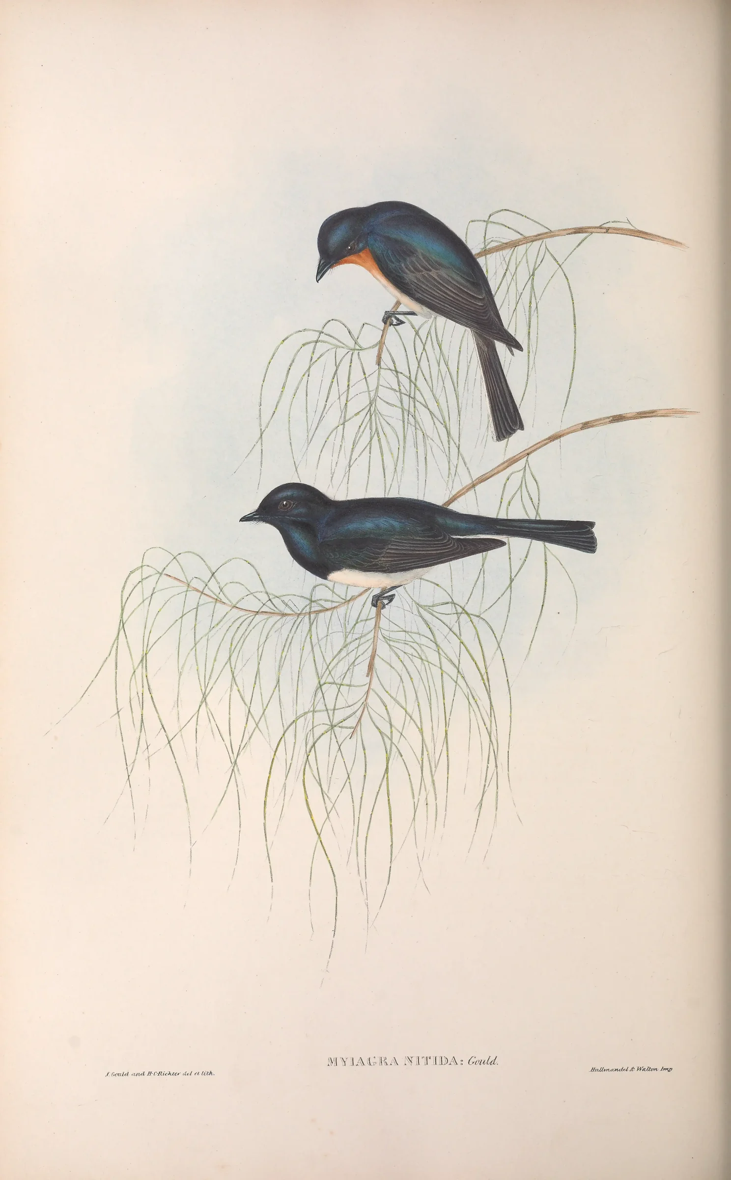 Historical bird plate: Satin Flycatcher